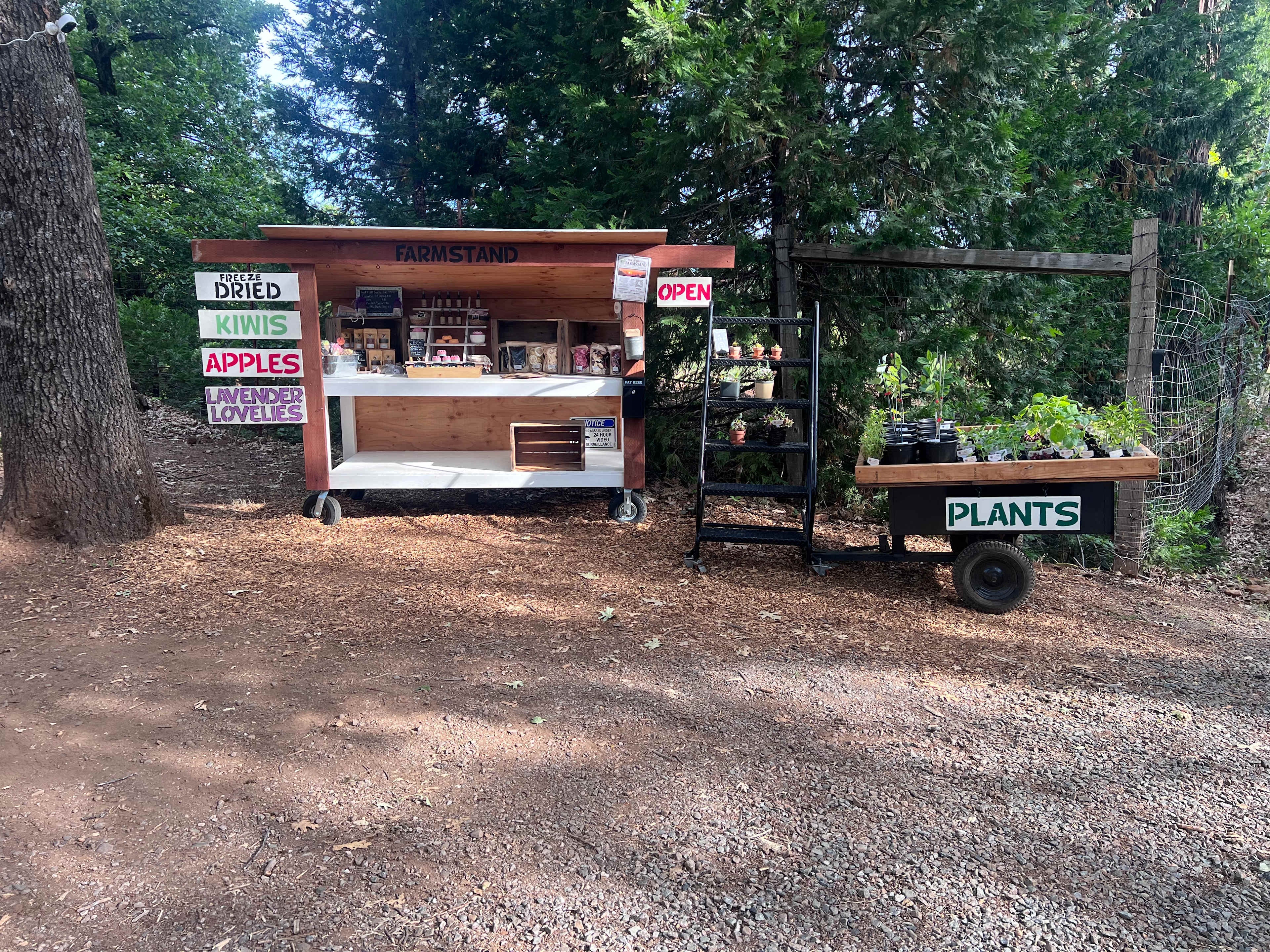 Picture of the site