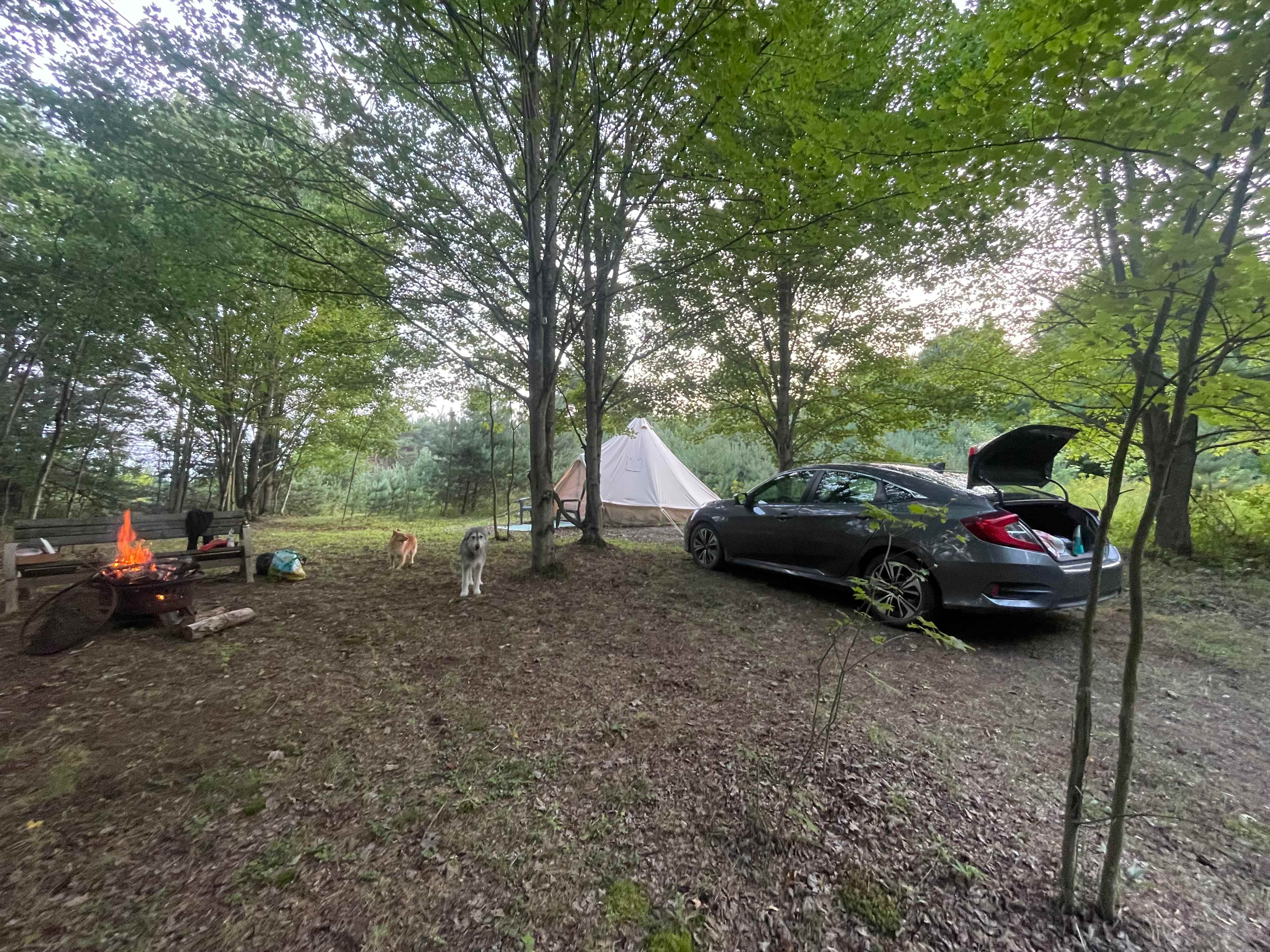 Picture of the site