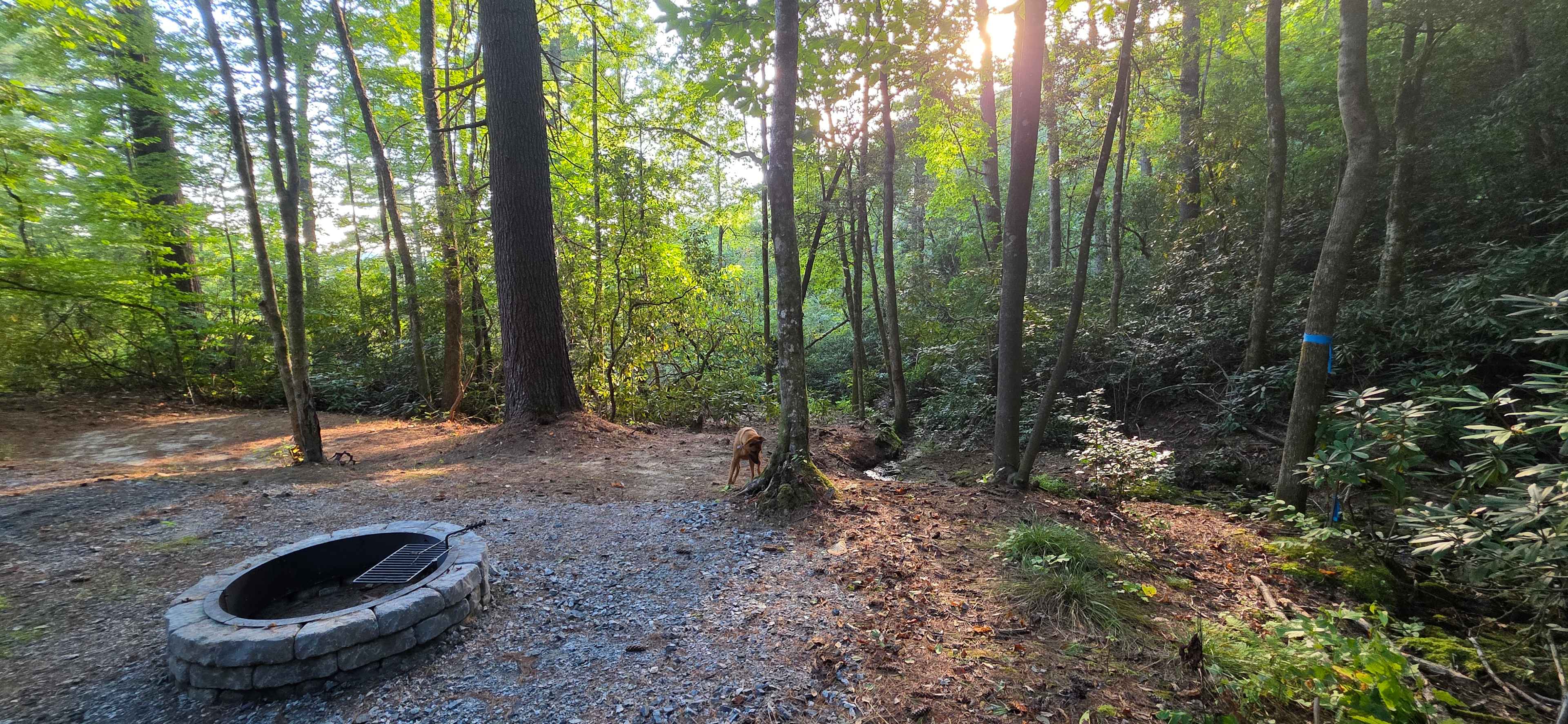Picture of the site