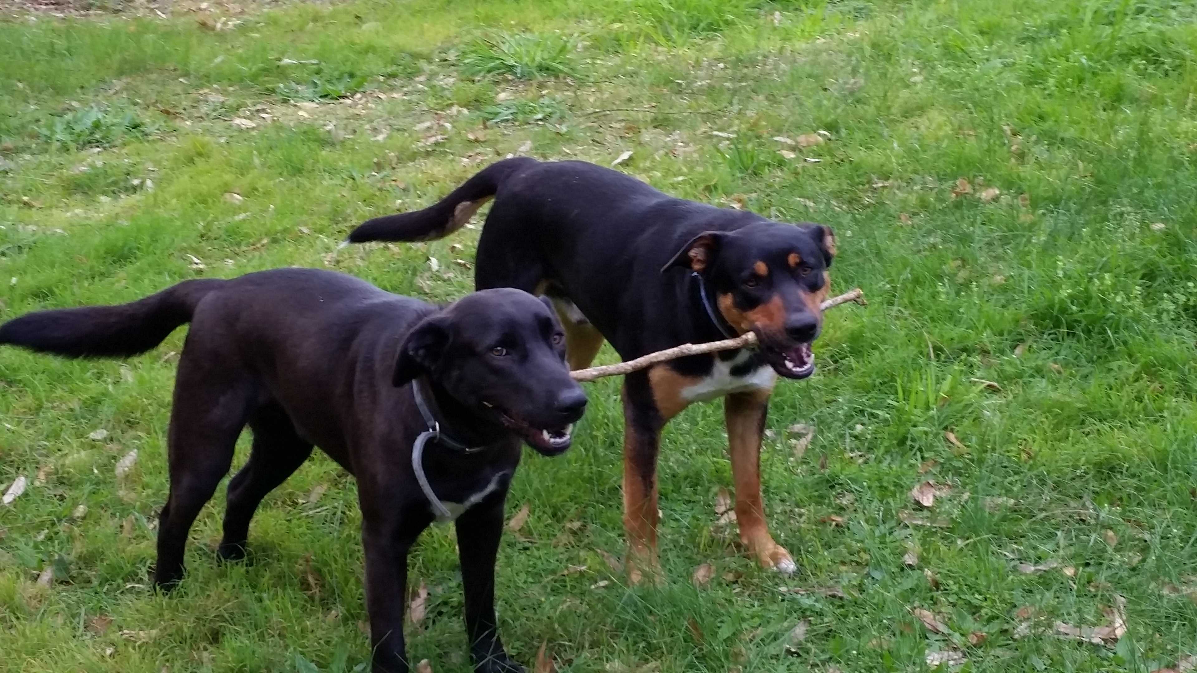 The boys love visitors!