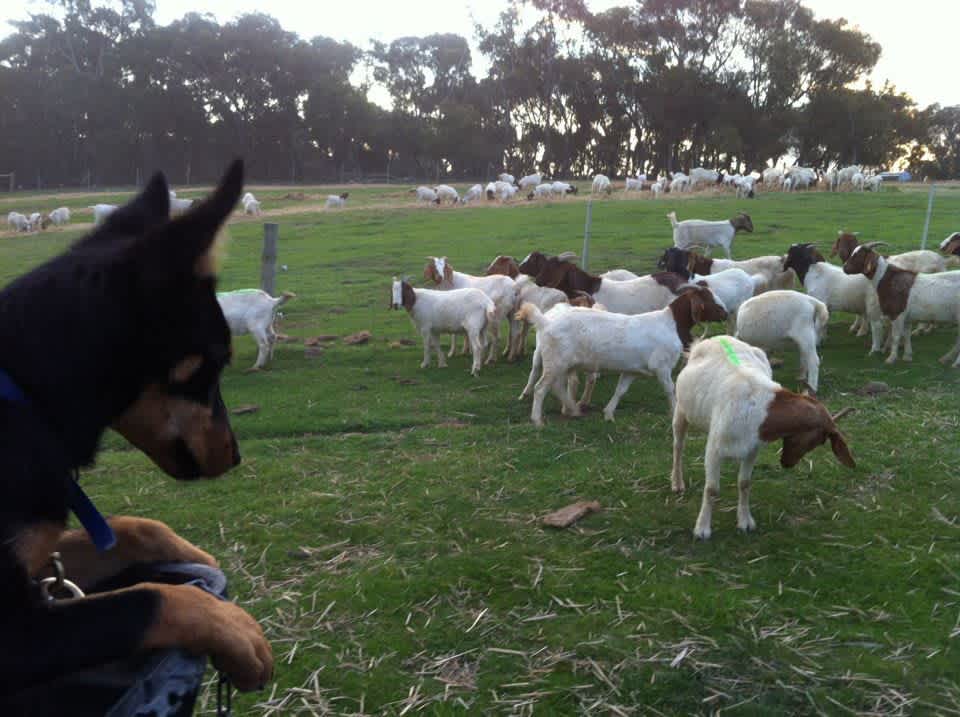 Lucy taking a break on quad