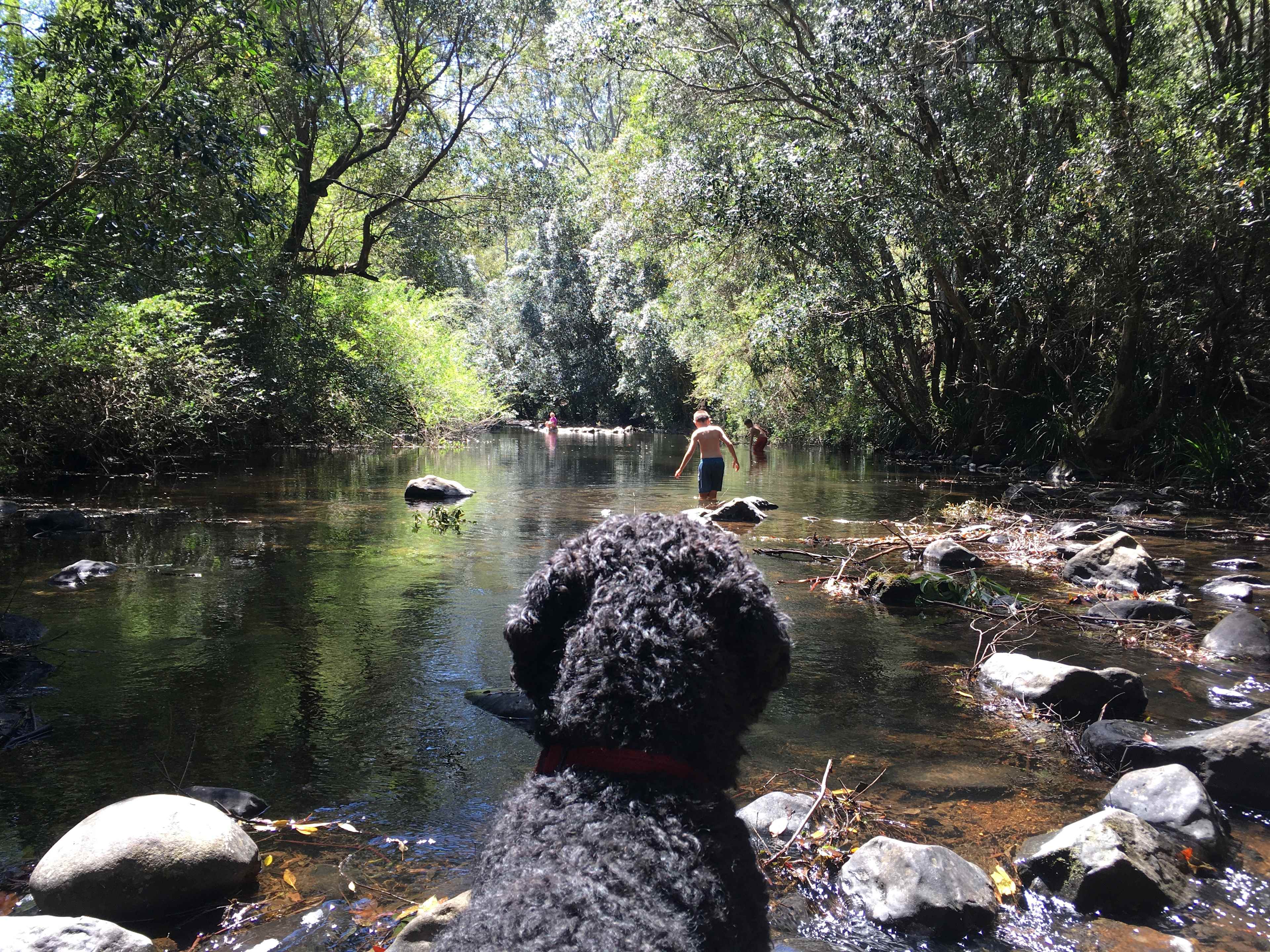 Bring your dog, or your kids