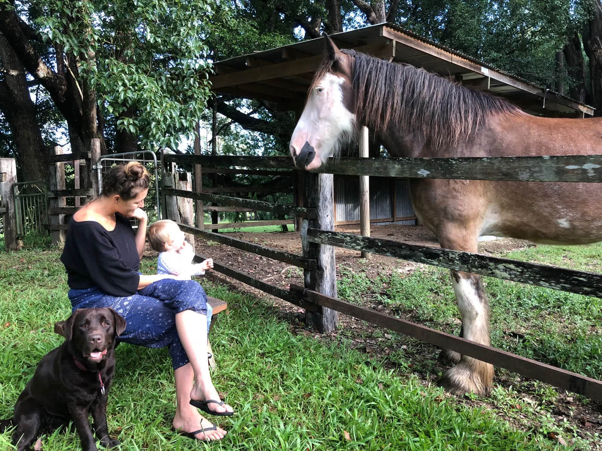Resident clydesdale 'Walter' 