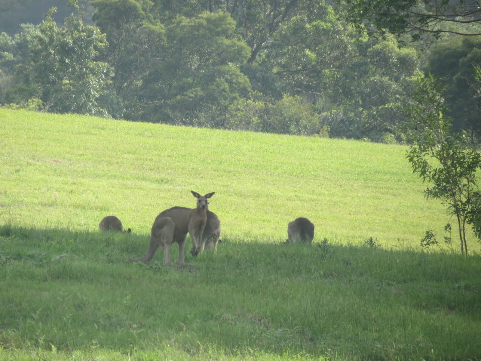 regular visitors 