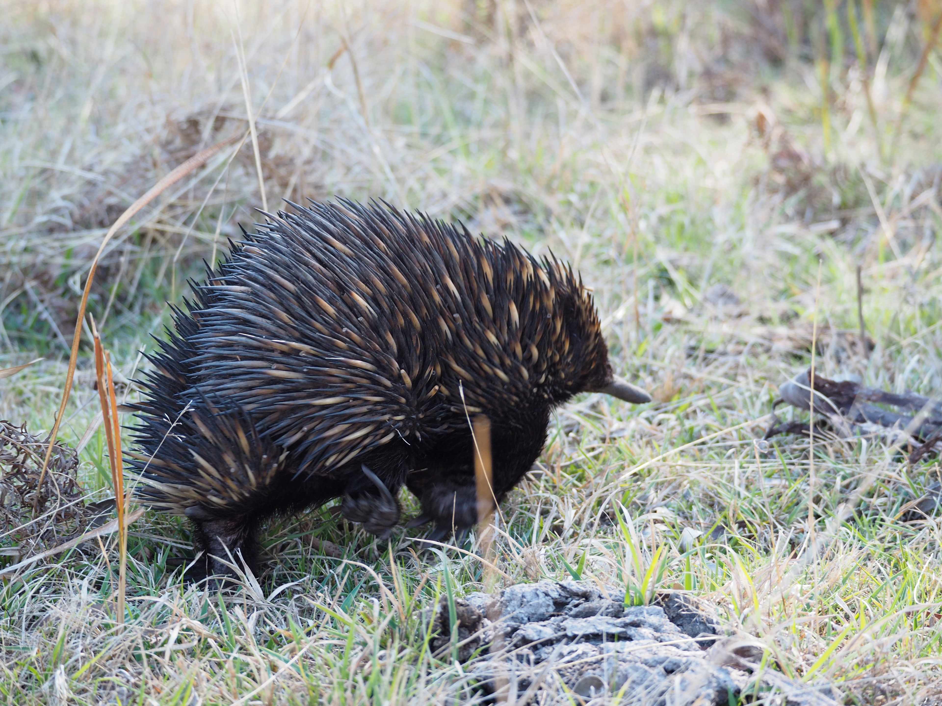 Echidna