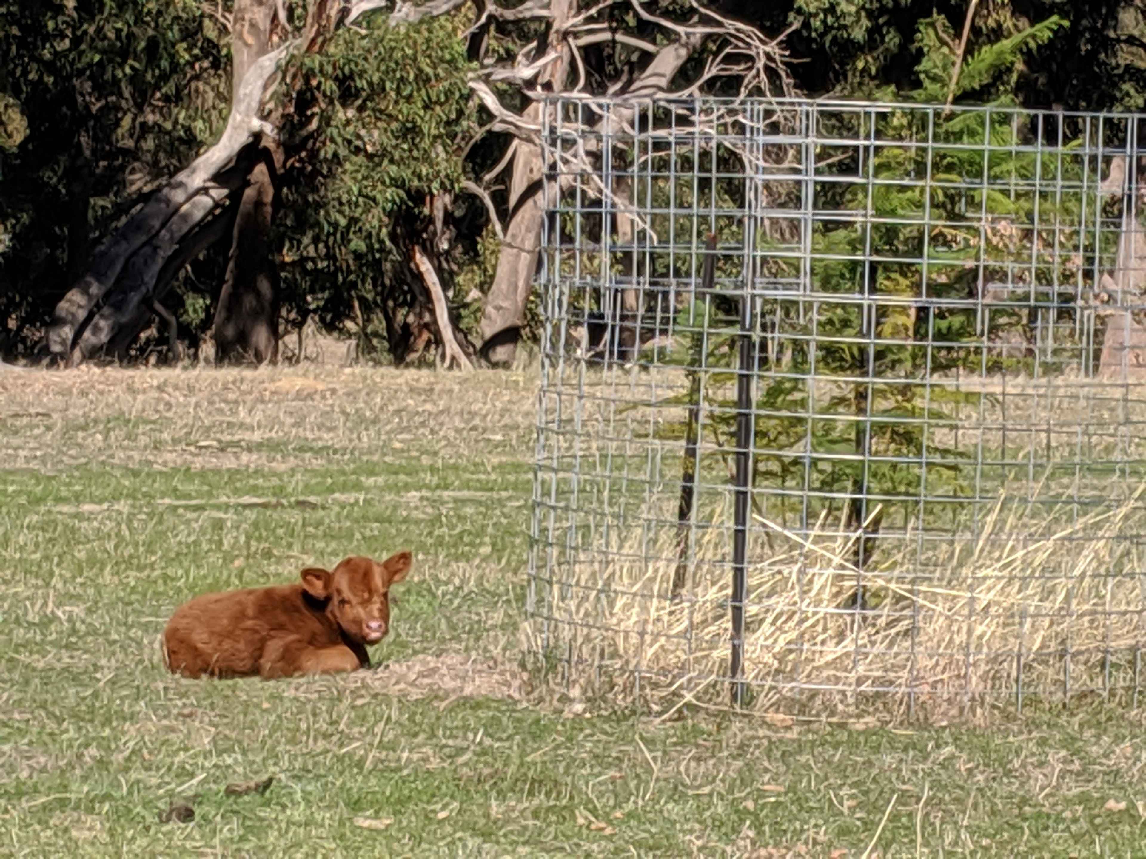 Baby calf warming in the sun.