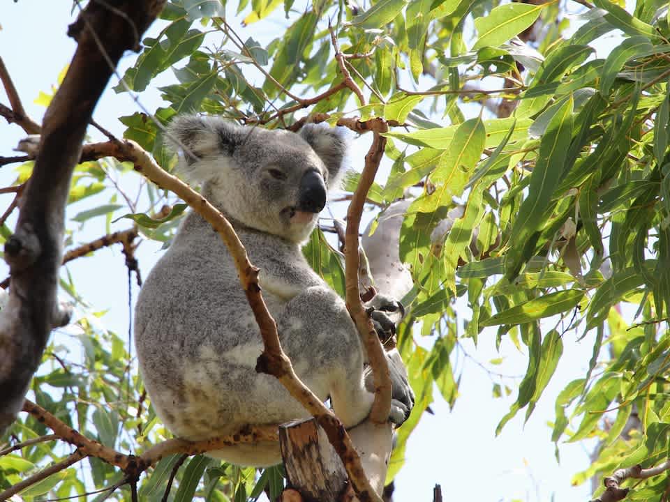 Magnetic Island is home to a large koala population - it's not hard to spot one in nearby trees.