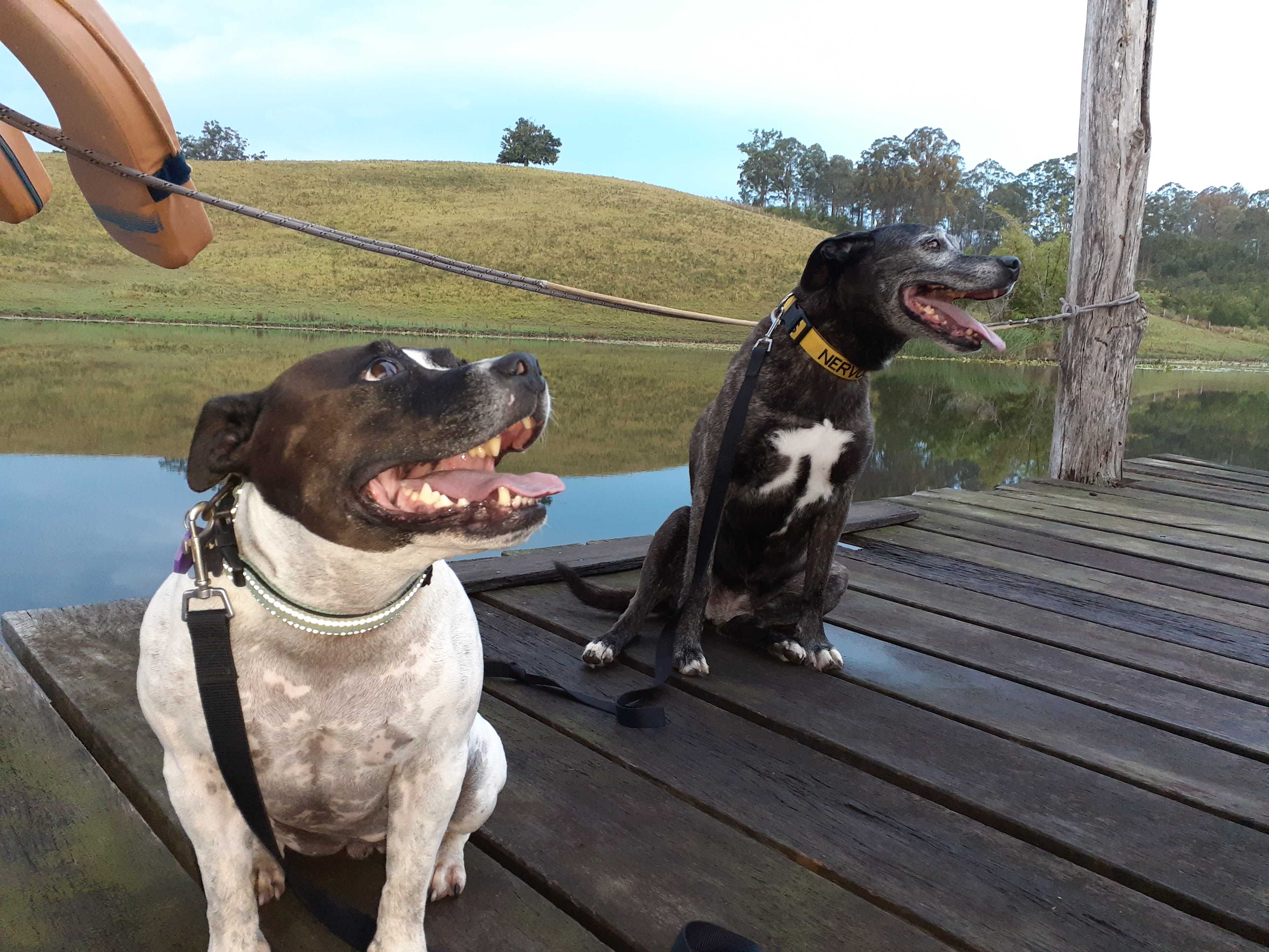 Dogs LOVE it here.