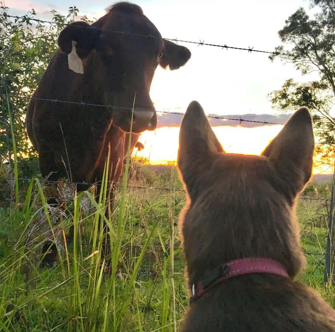 Friendly chat over the fence
