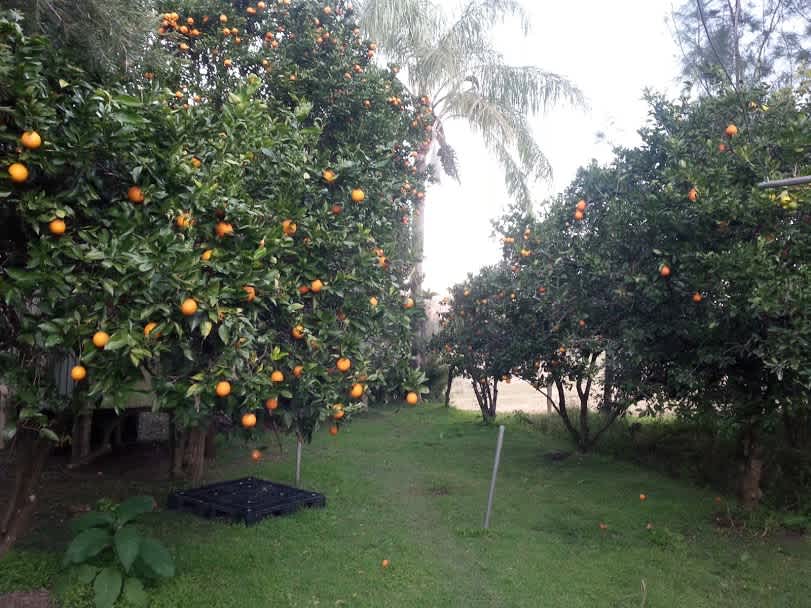 Nimbin Farm 101