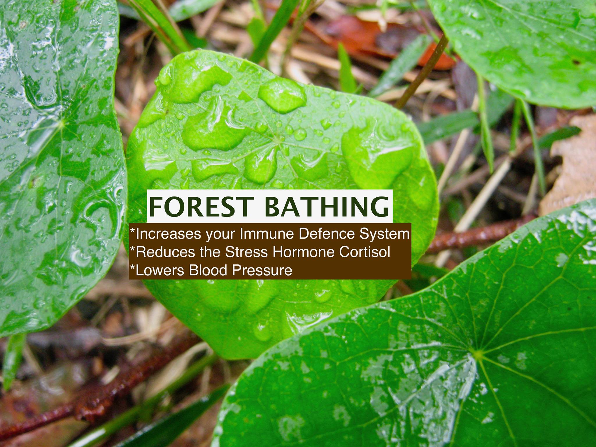 RELAX, DE-STRESS, BE FREE
RECEIVE THE GIFTS OF FOREST BATHING WHILST BEING IMMERSED IN THE FOREST AT YOUR CAMPING SITE. 