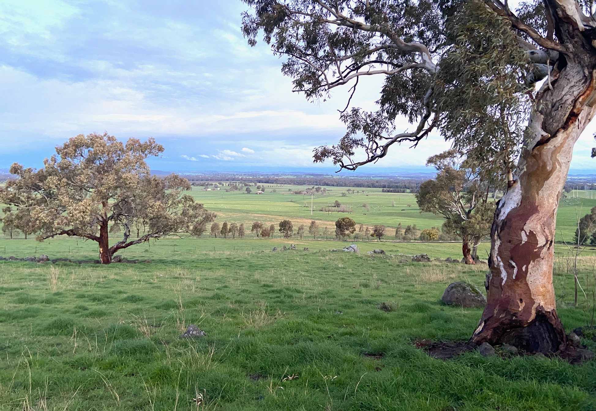 Wagga Bundaleer