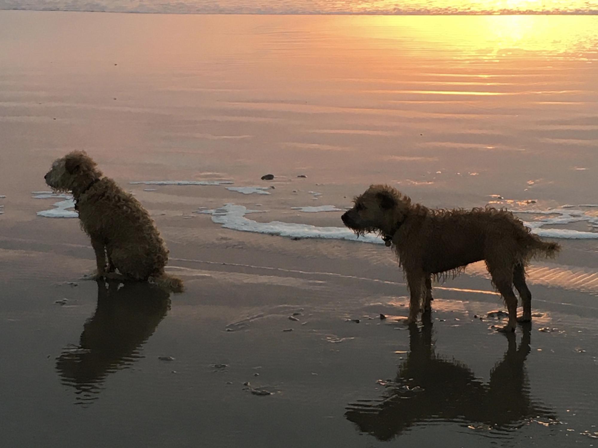 Hillcroft – Y Cwt Cwtch