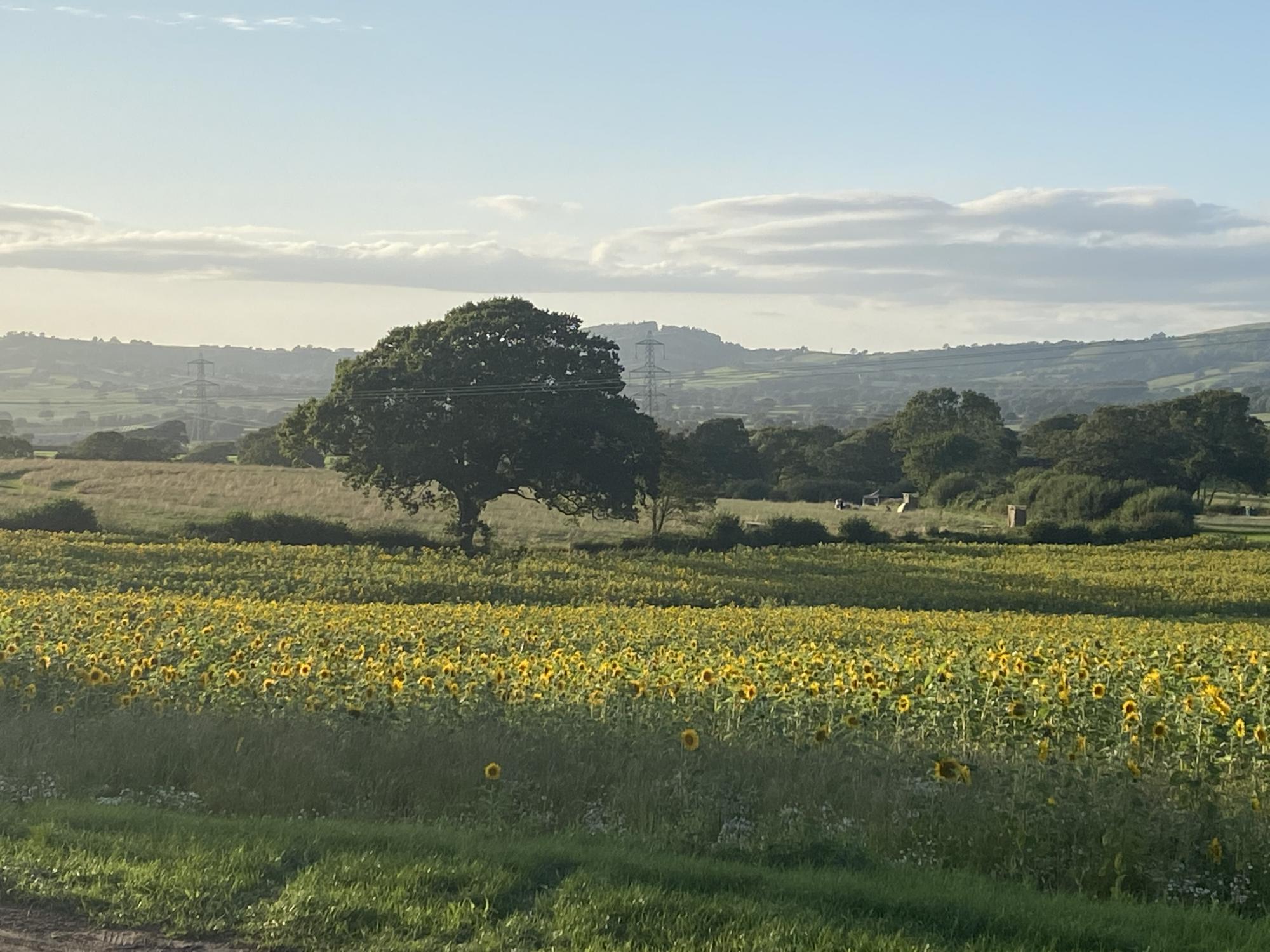 Blackcap - Camping Pitch