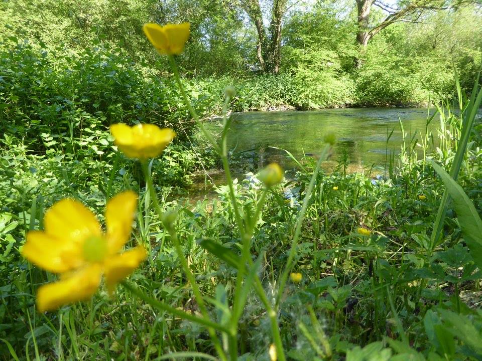 Kingcups in spring