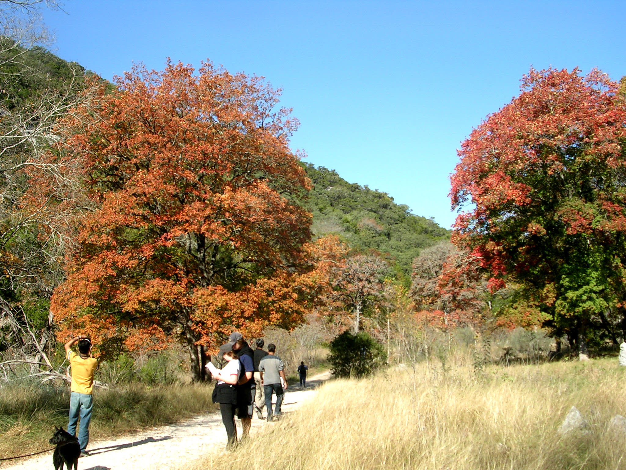 Maple Trees in the Fall
