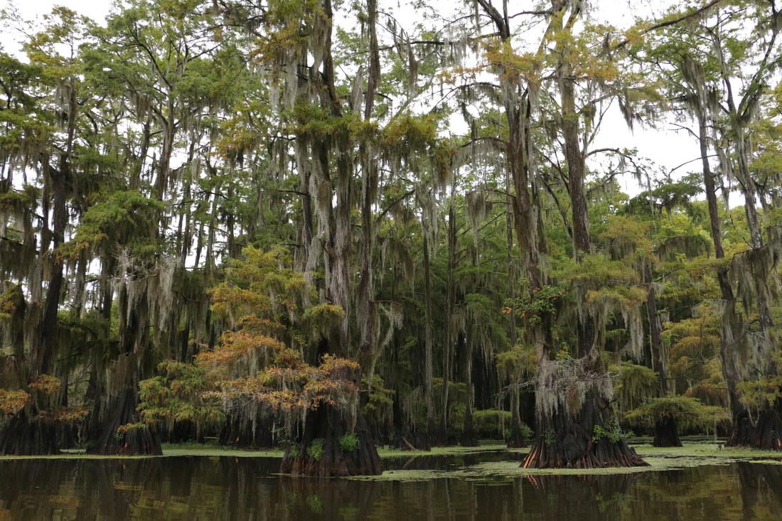 Caddo Lake State Park