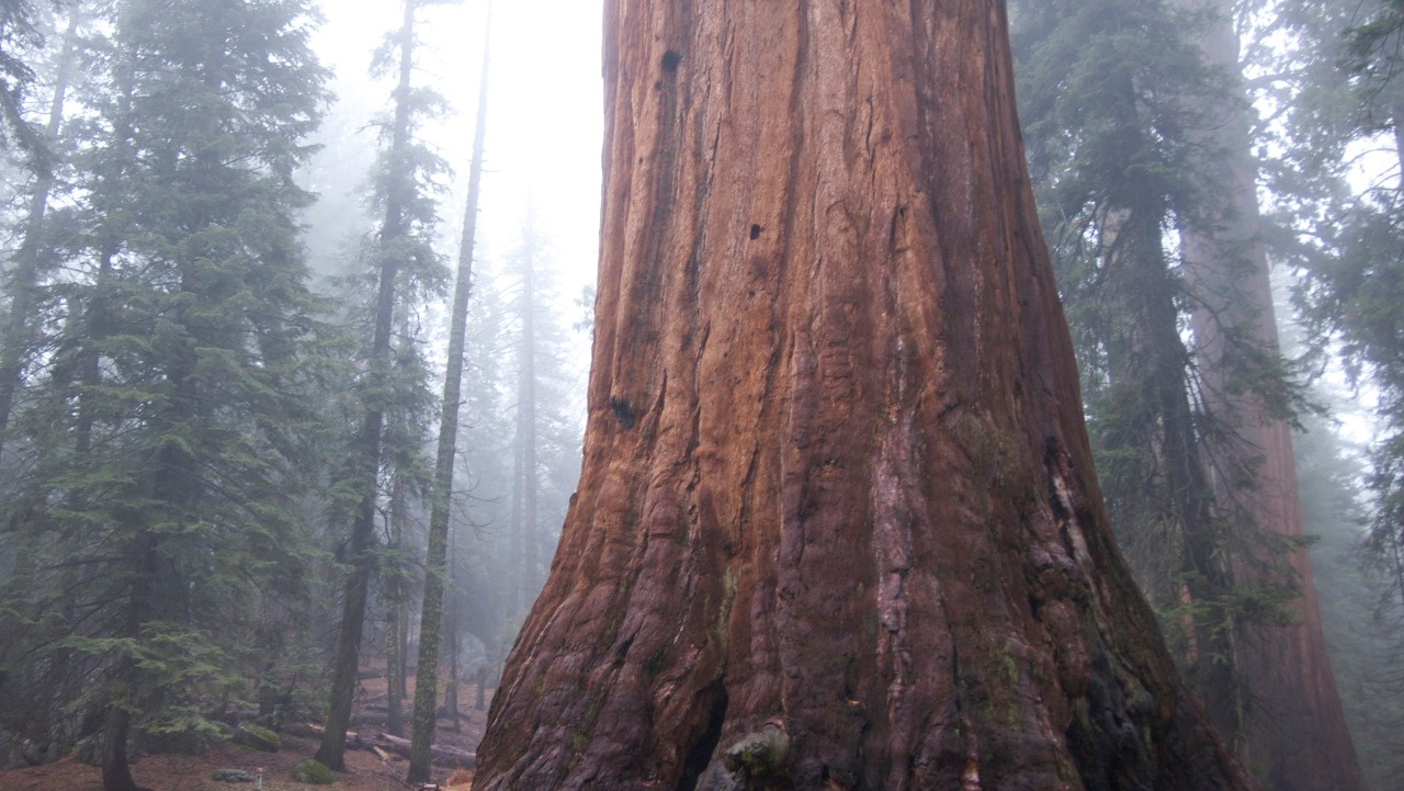 Sequoia National Park