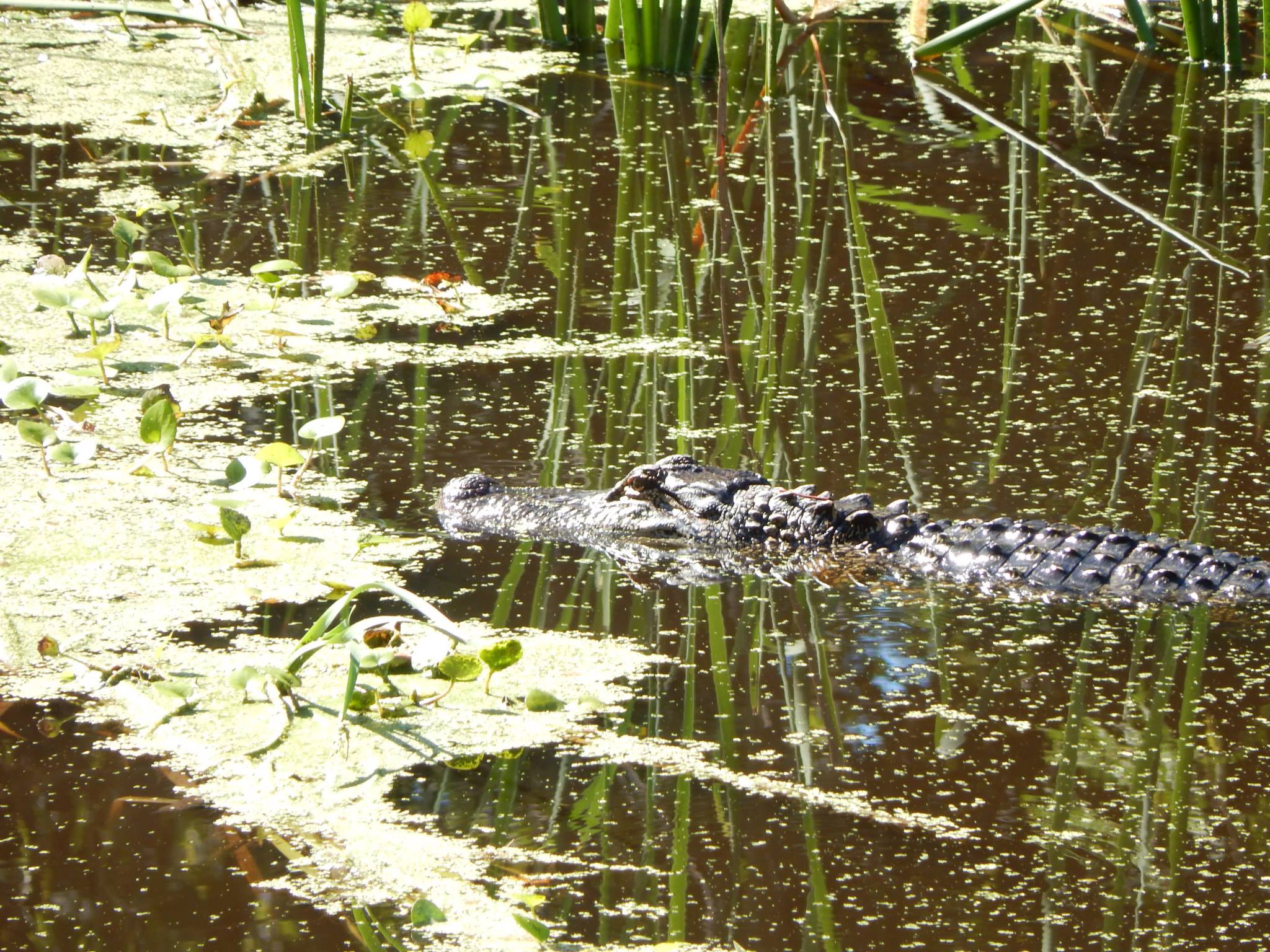 Brazos Bend Campground
