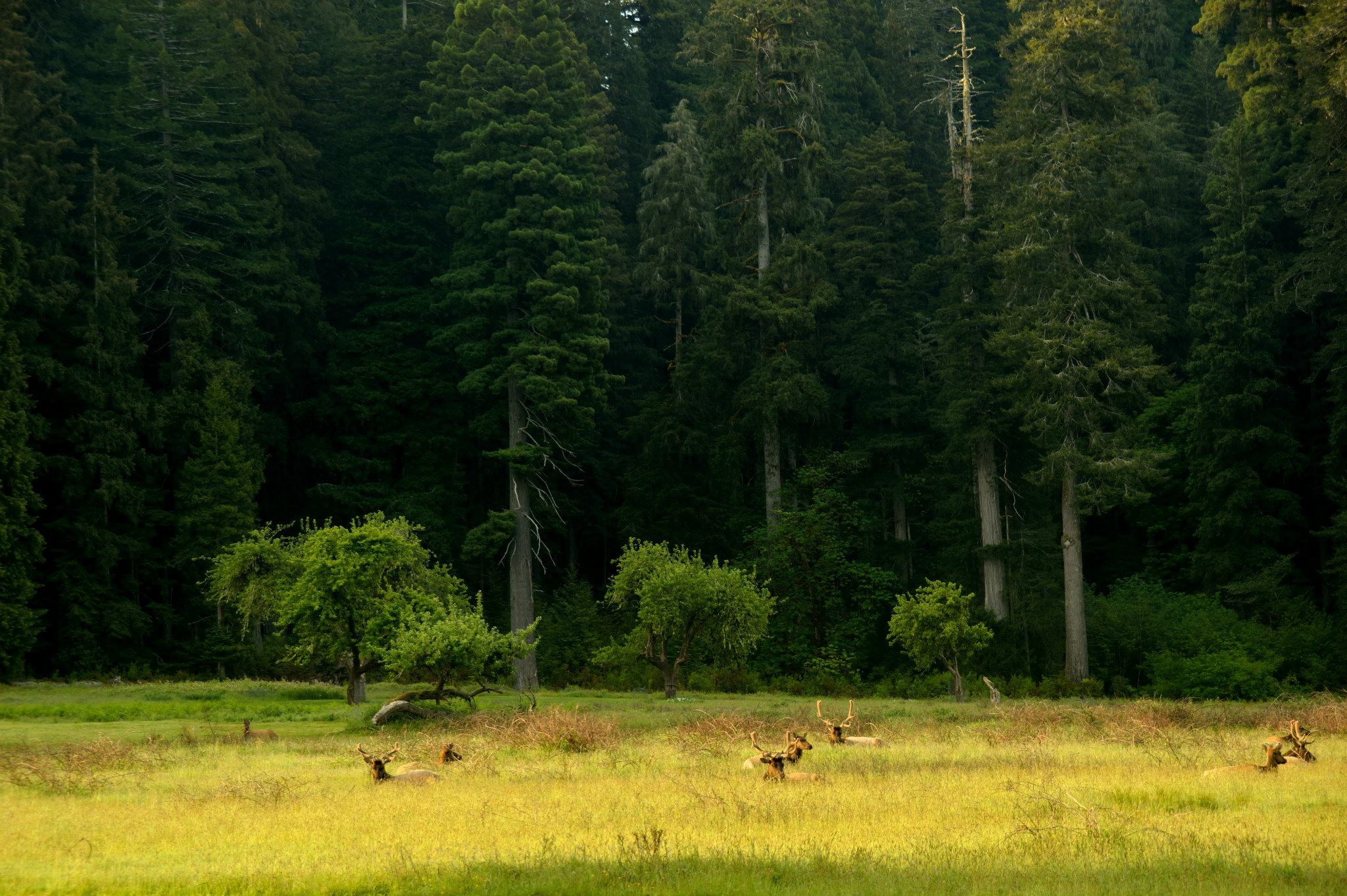Prairie Creek Redwoods State Park