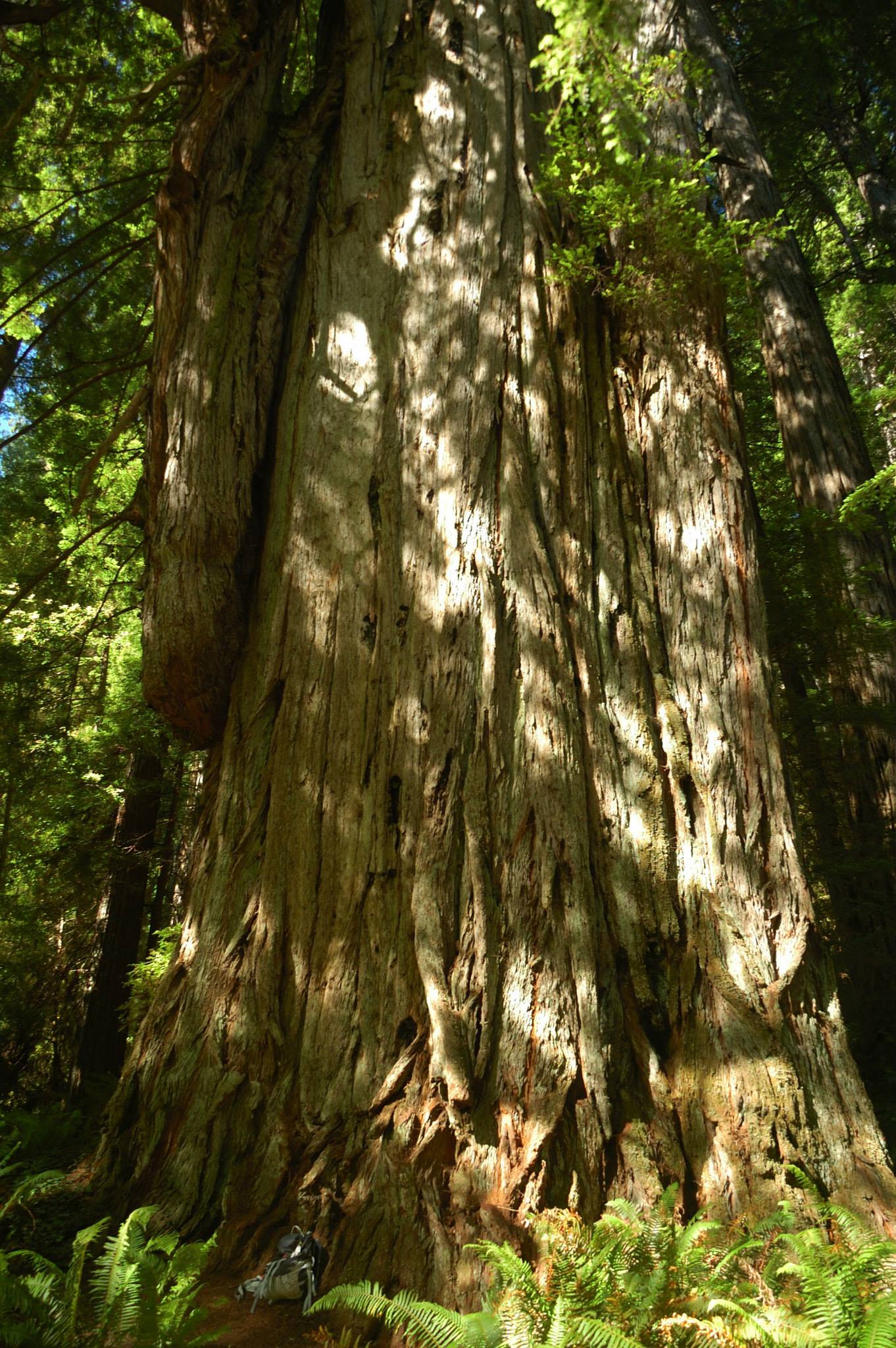 Jedediah Smith Redwoods Campground