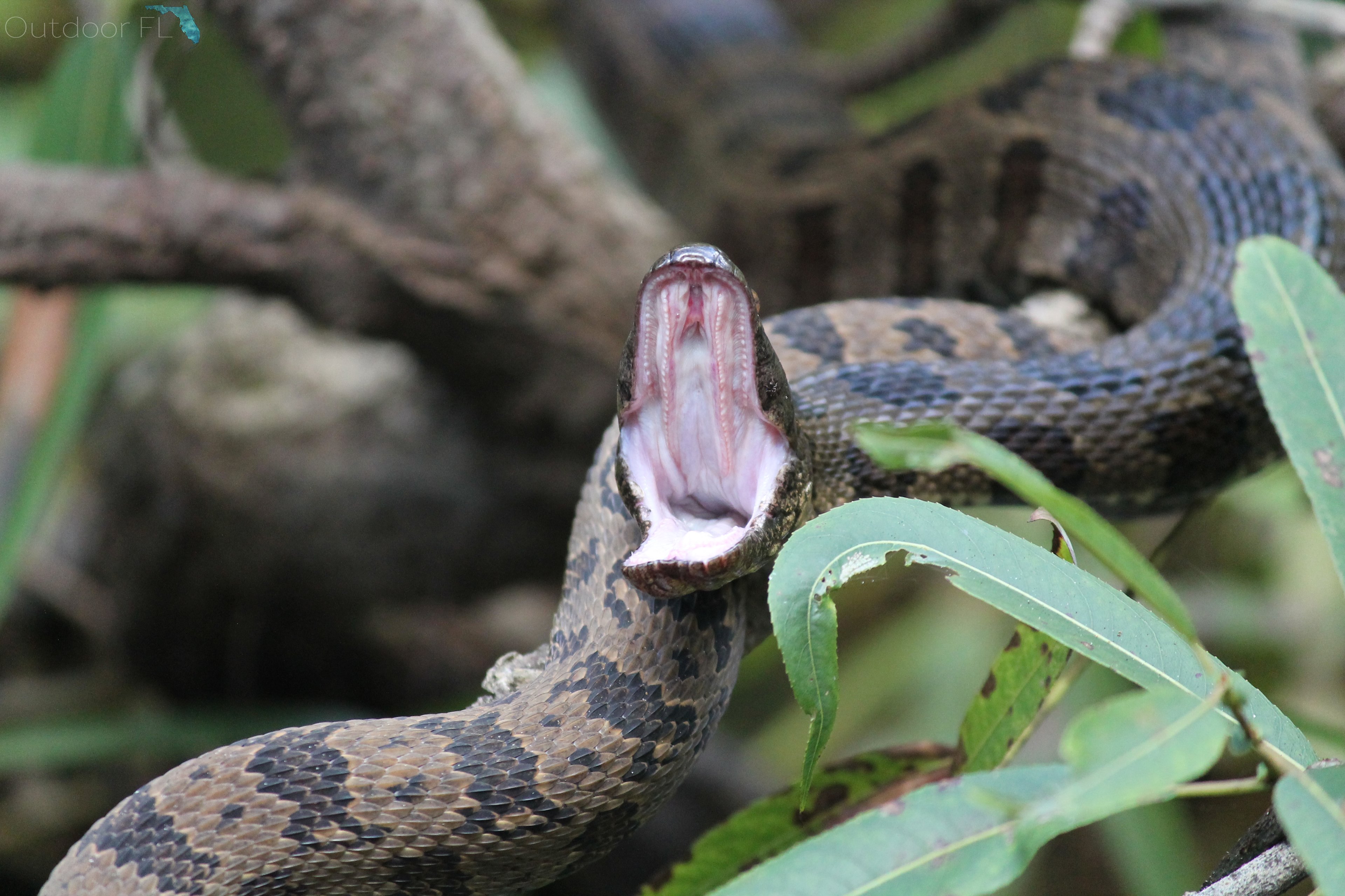Manatee Springs State Park