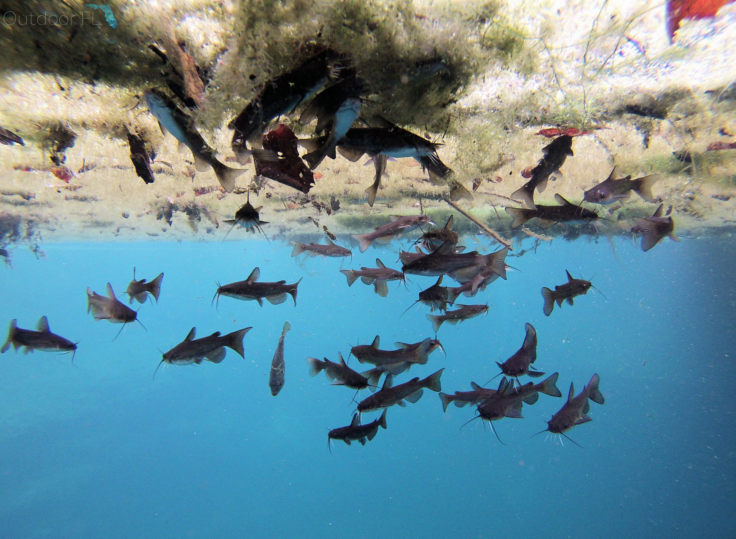Manatee Springs State Park