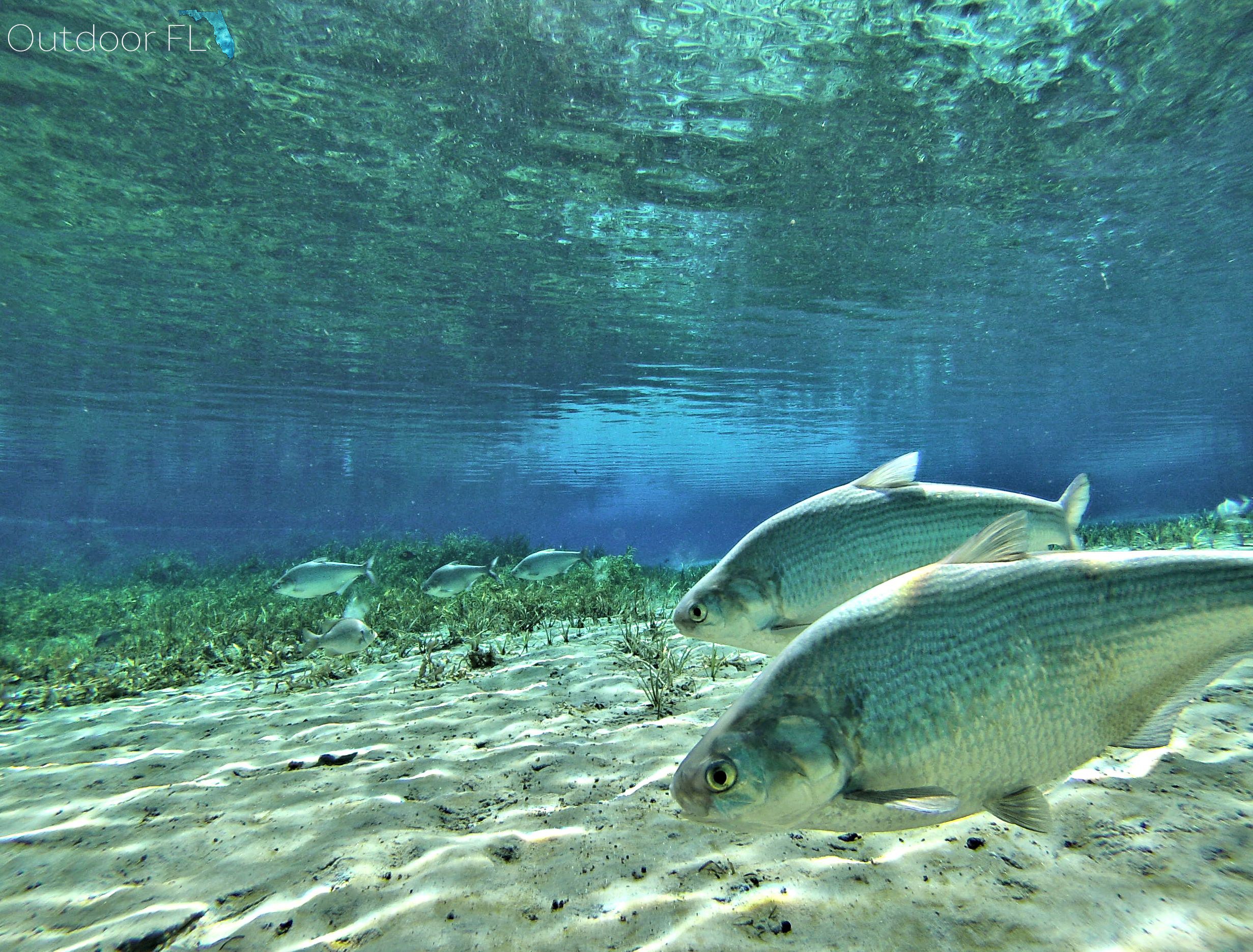 Rainbow Springs State Park