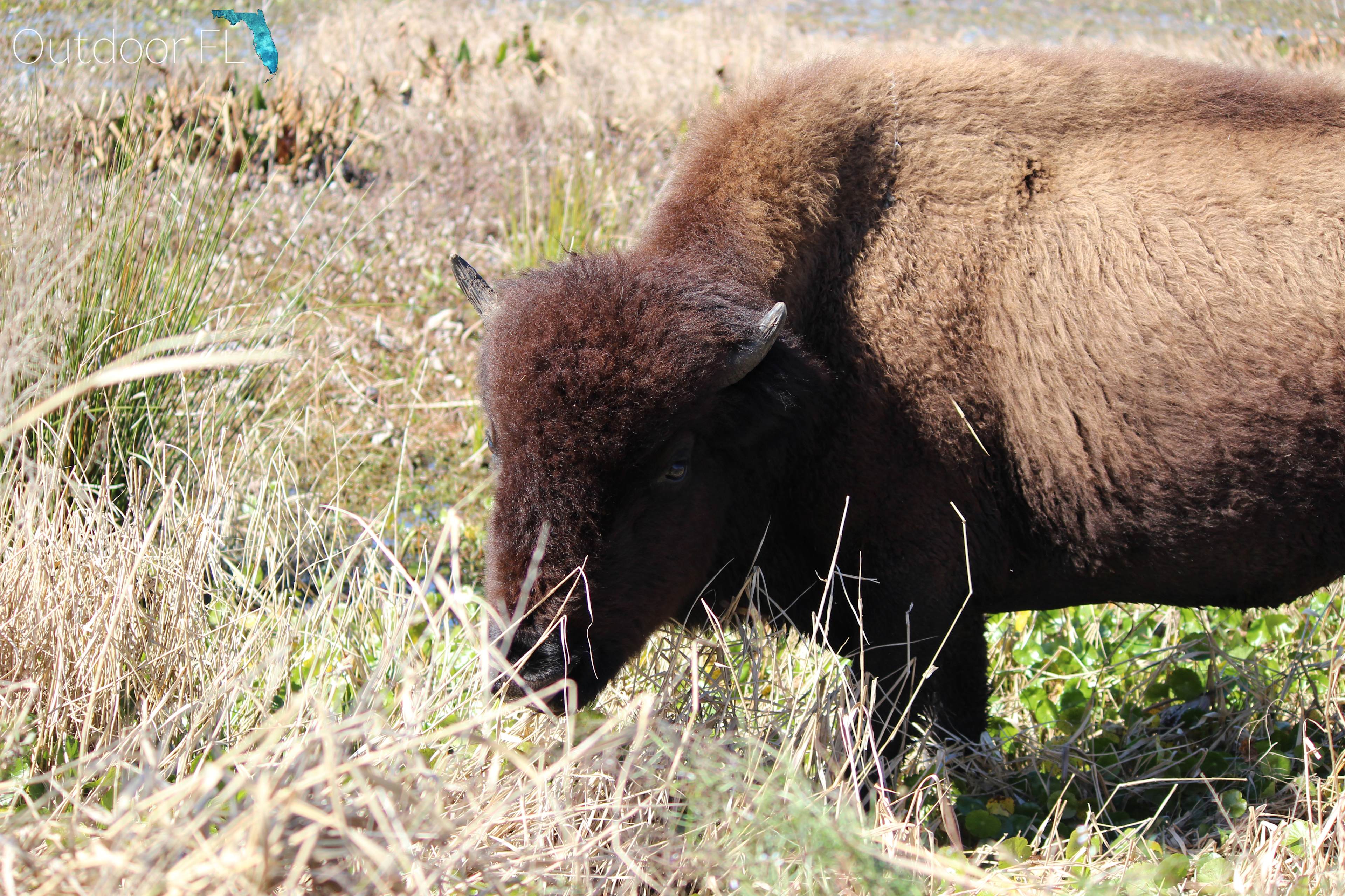 Paynes Prairie Campground