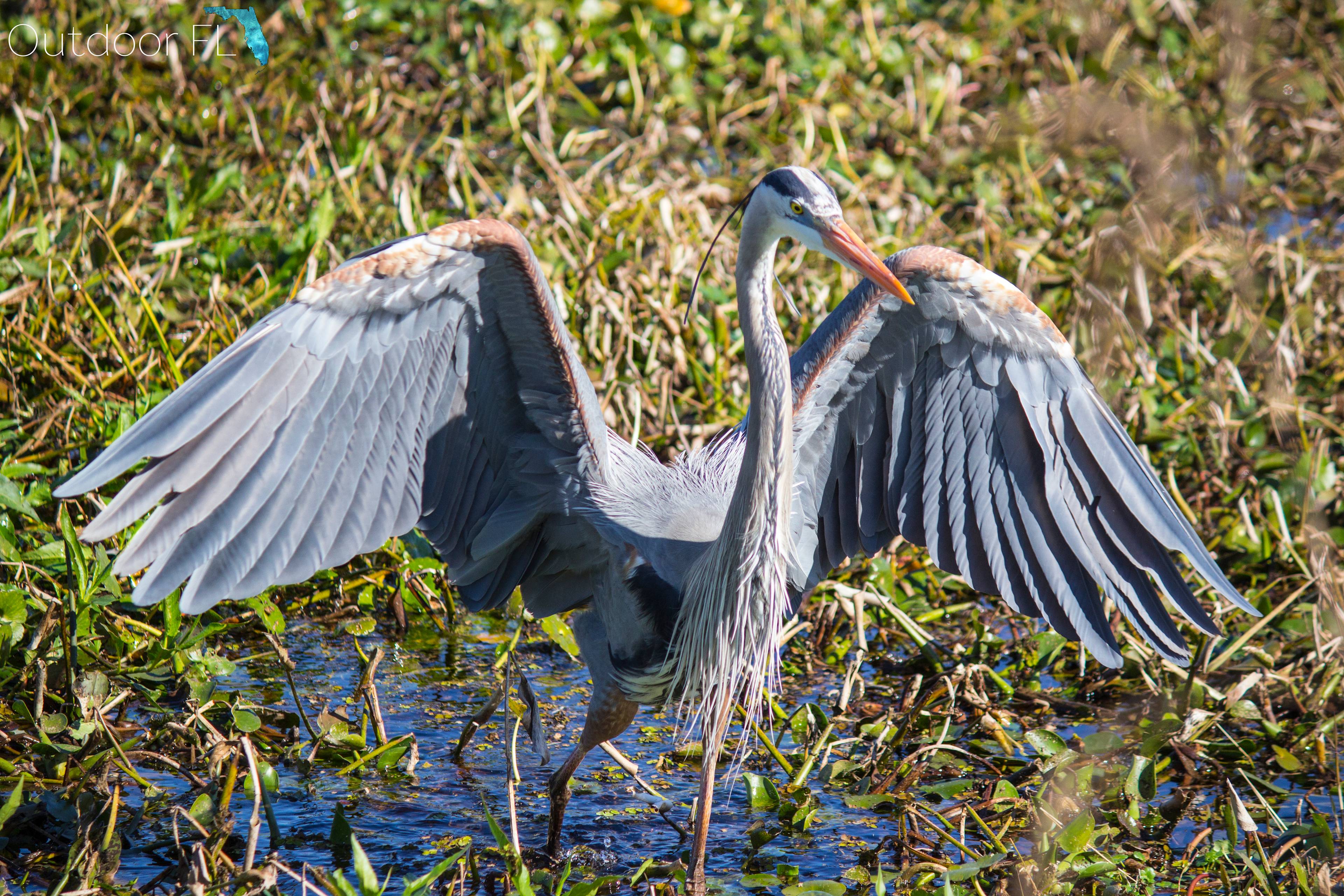 Paynes Prairie Preserve State Park