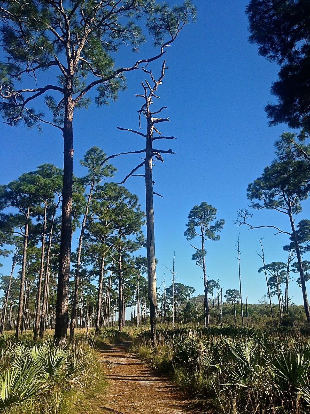 Jonathan Dickinson State Park