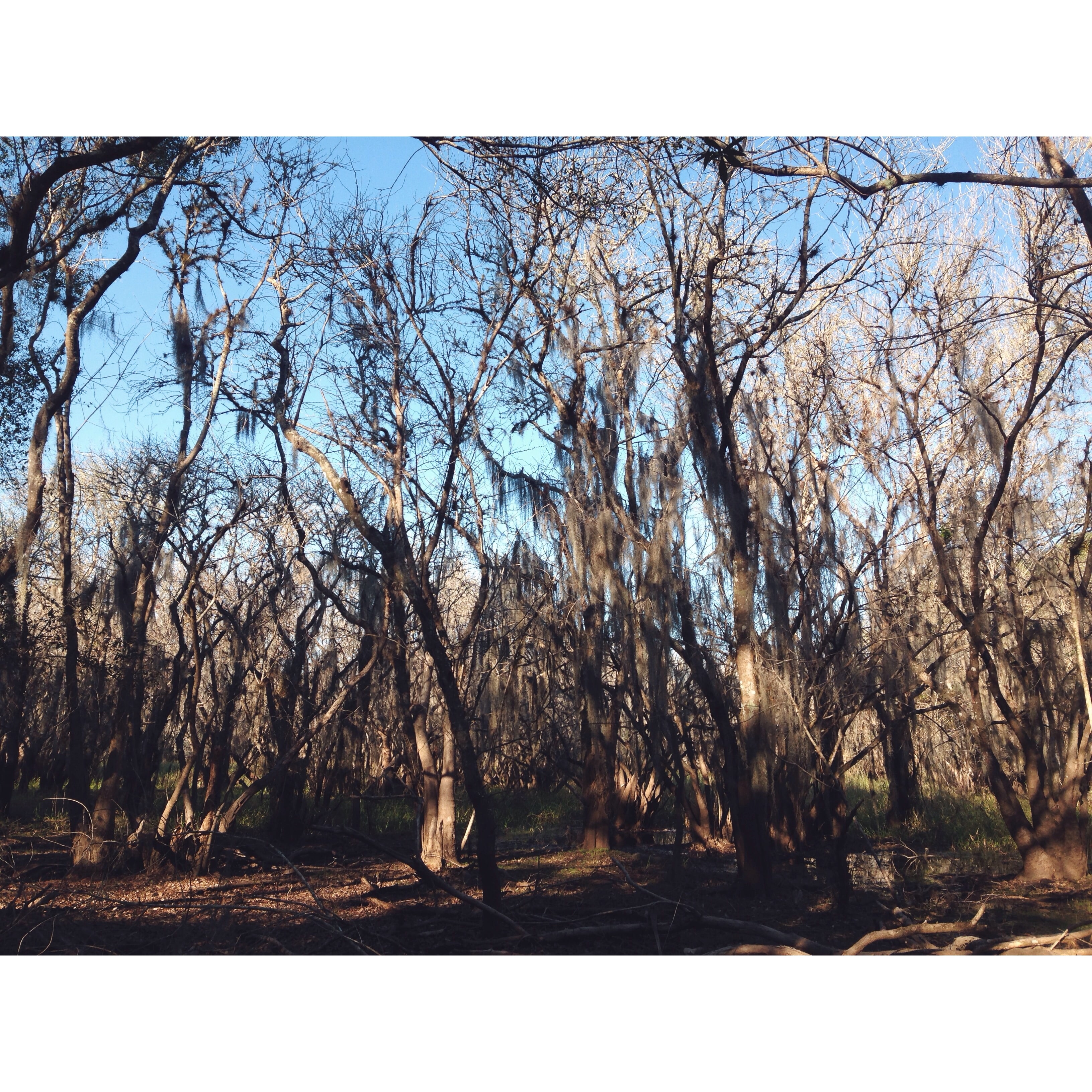 Myakka River State Park