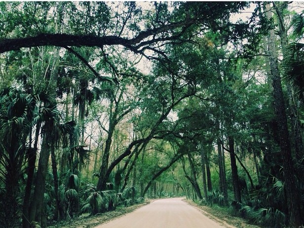Highlands Hammock State Park
