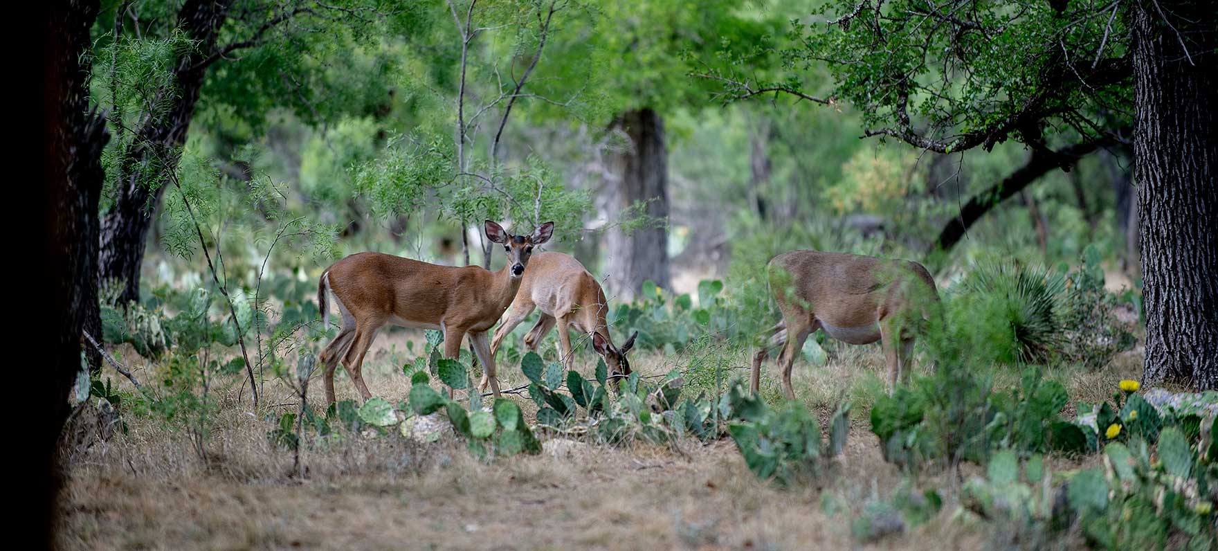 South Llano River State Park