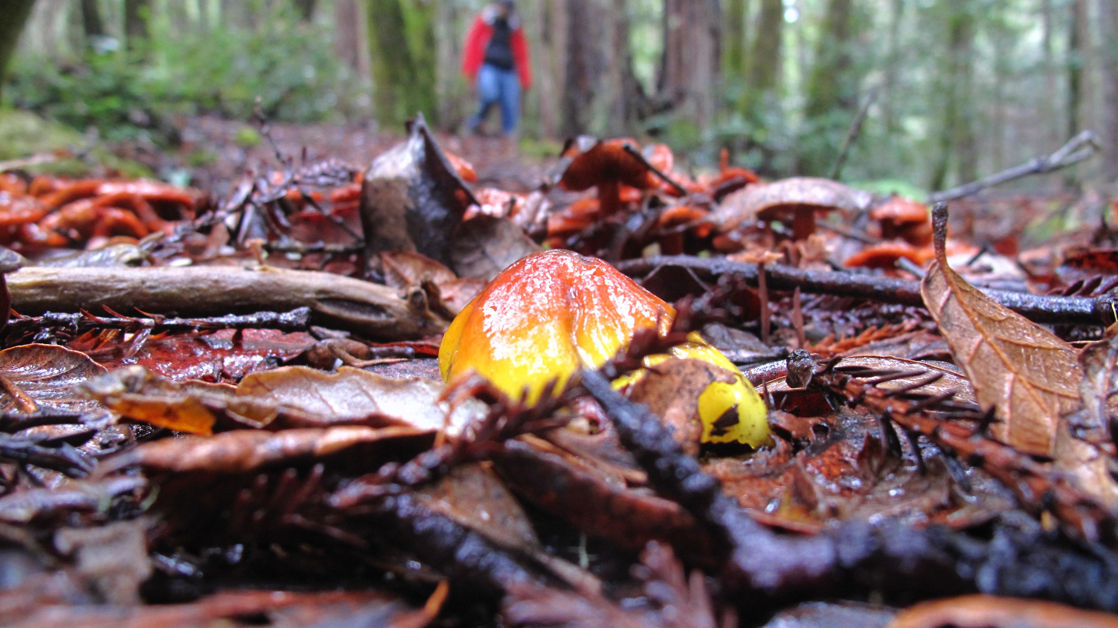 Salt Point State Park