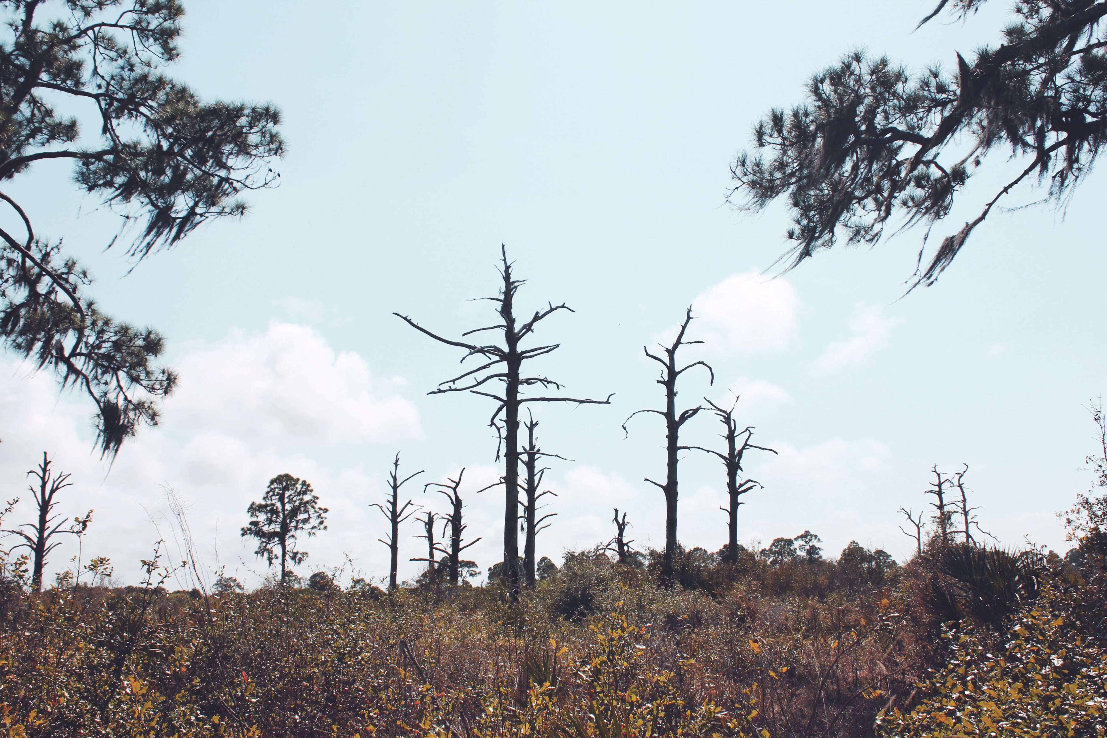 Oscar Scherer State Park