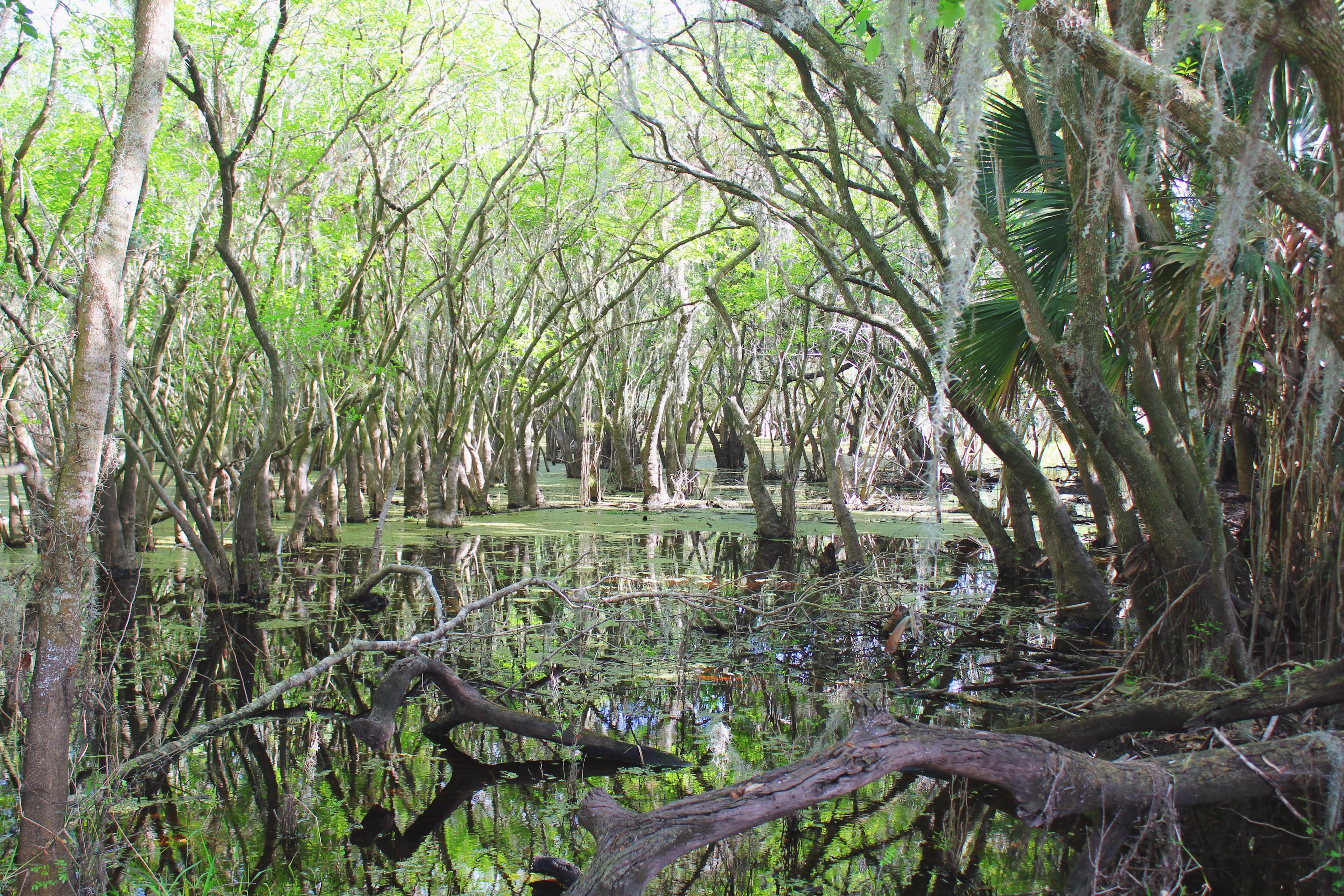 Myakka River State Park