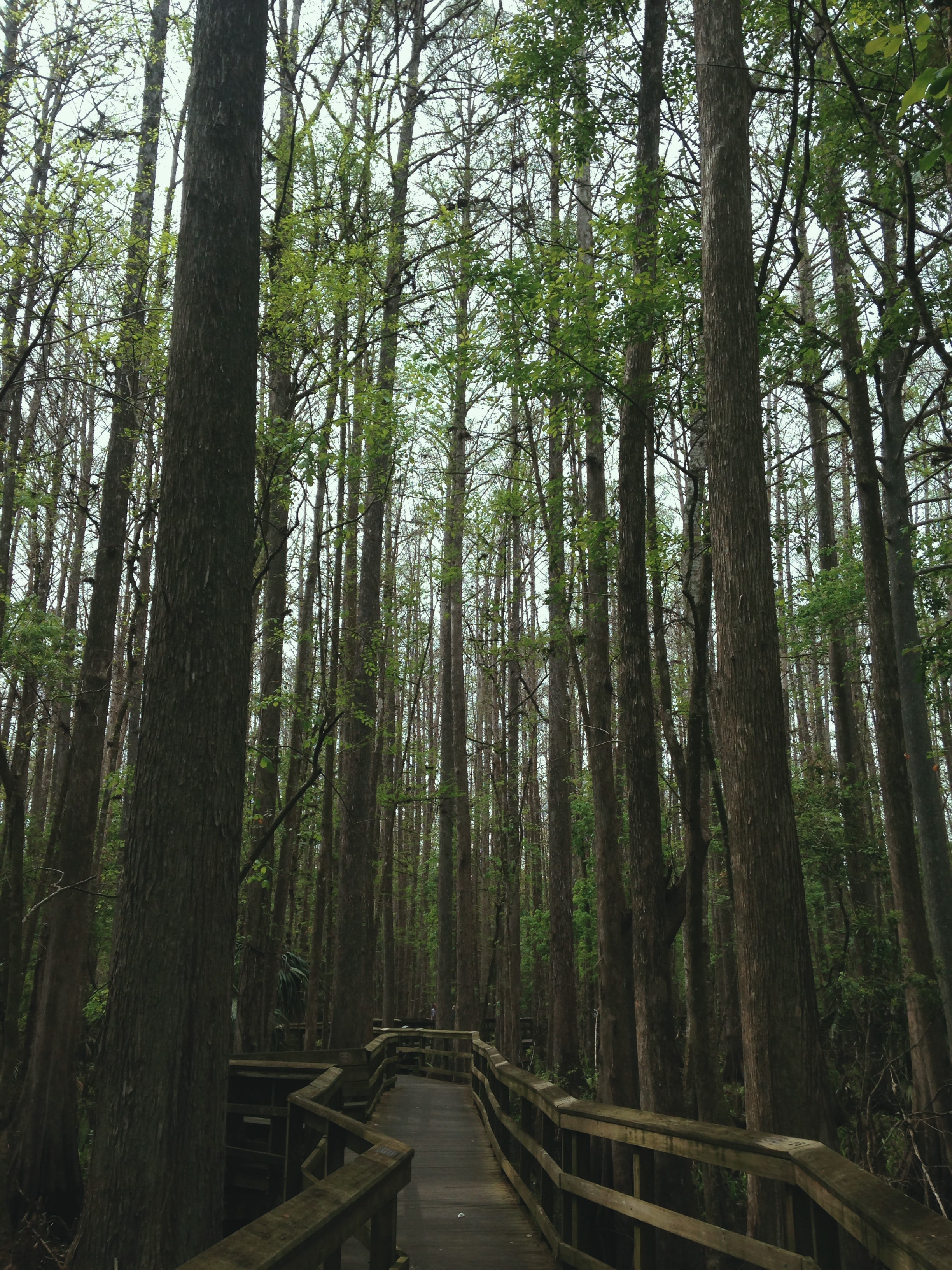 Highlands Hammock State Park