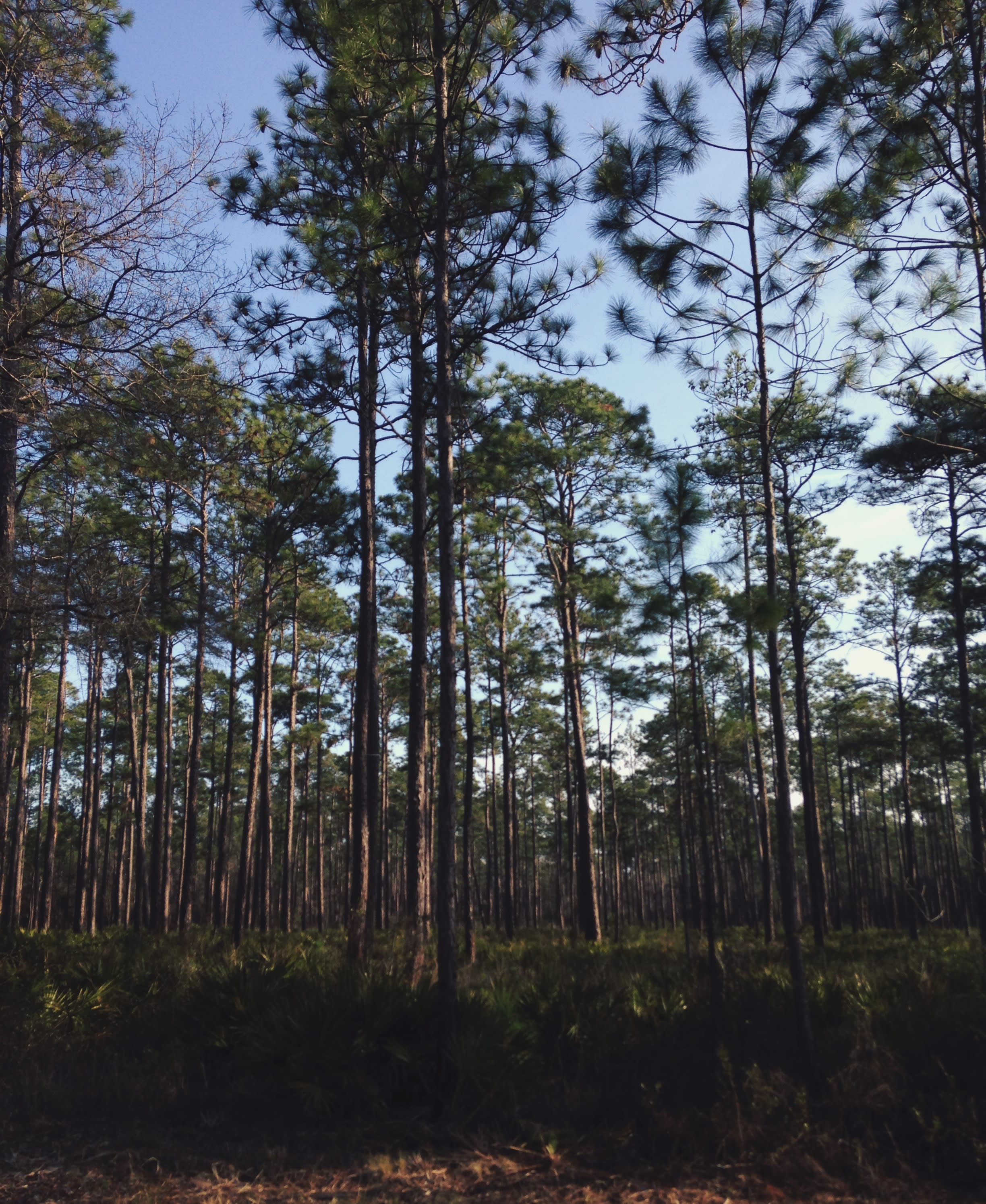 Apalachicola National Forest