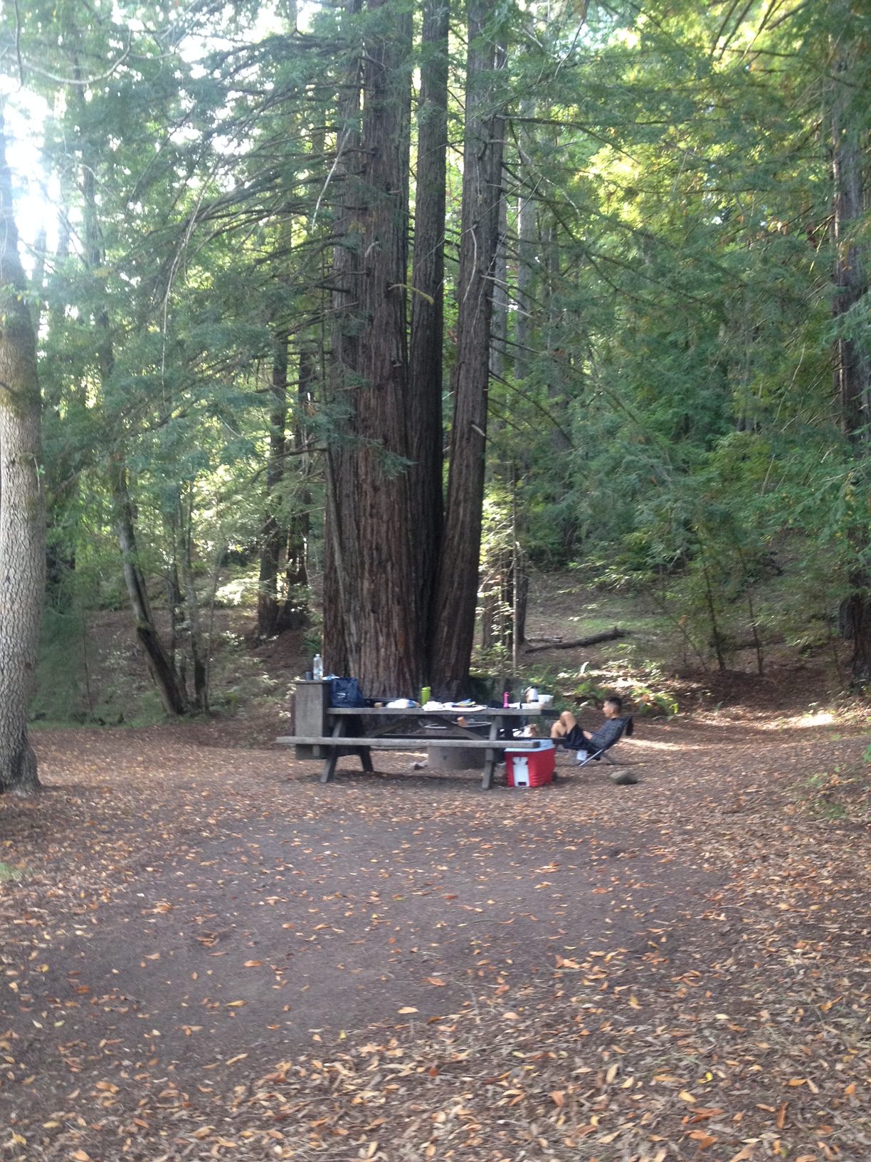 Campsite 4 - looking away from our tent area (giant redwoods all around!)