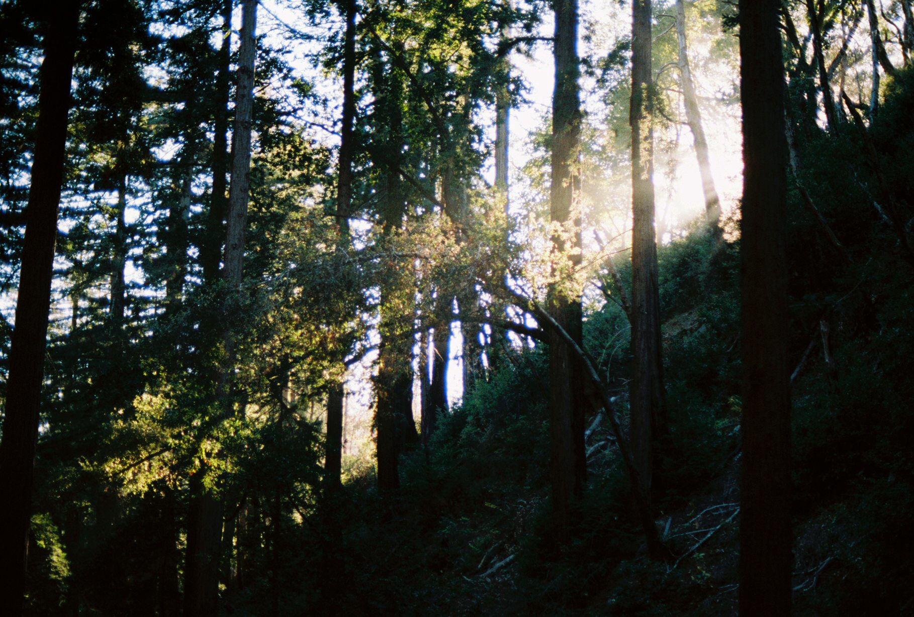 Julia Pfeiffer Burns State Park - Ewoldson Trail