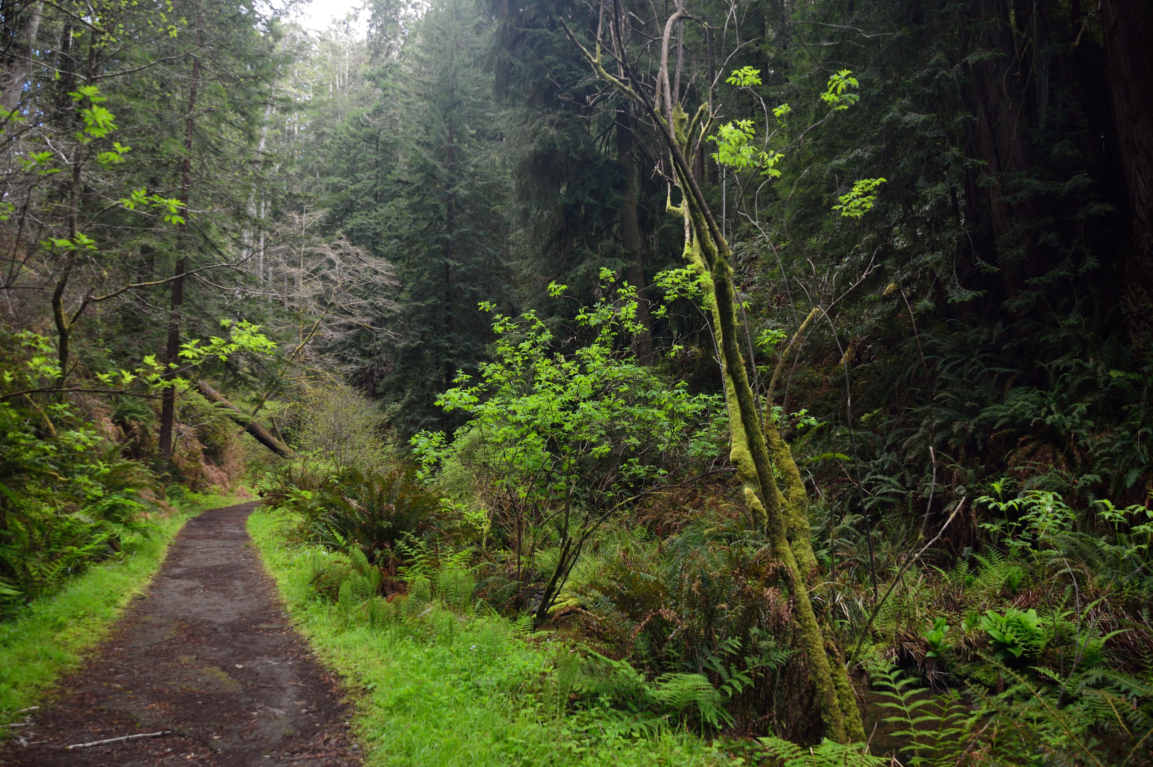 Fern Canyon Trail...lushness
