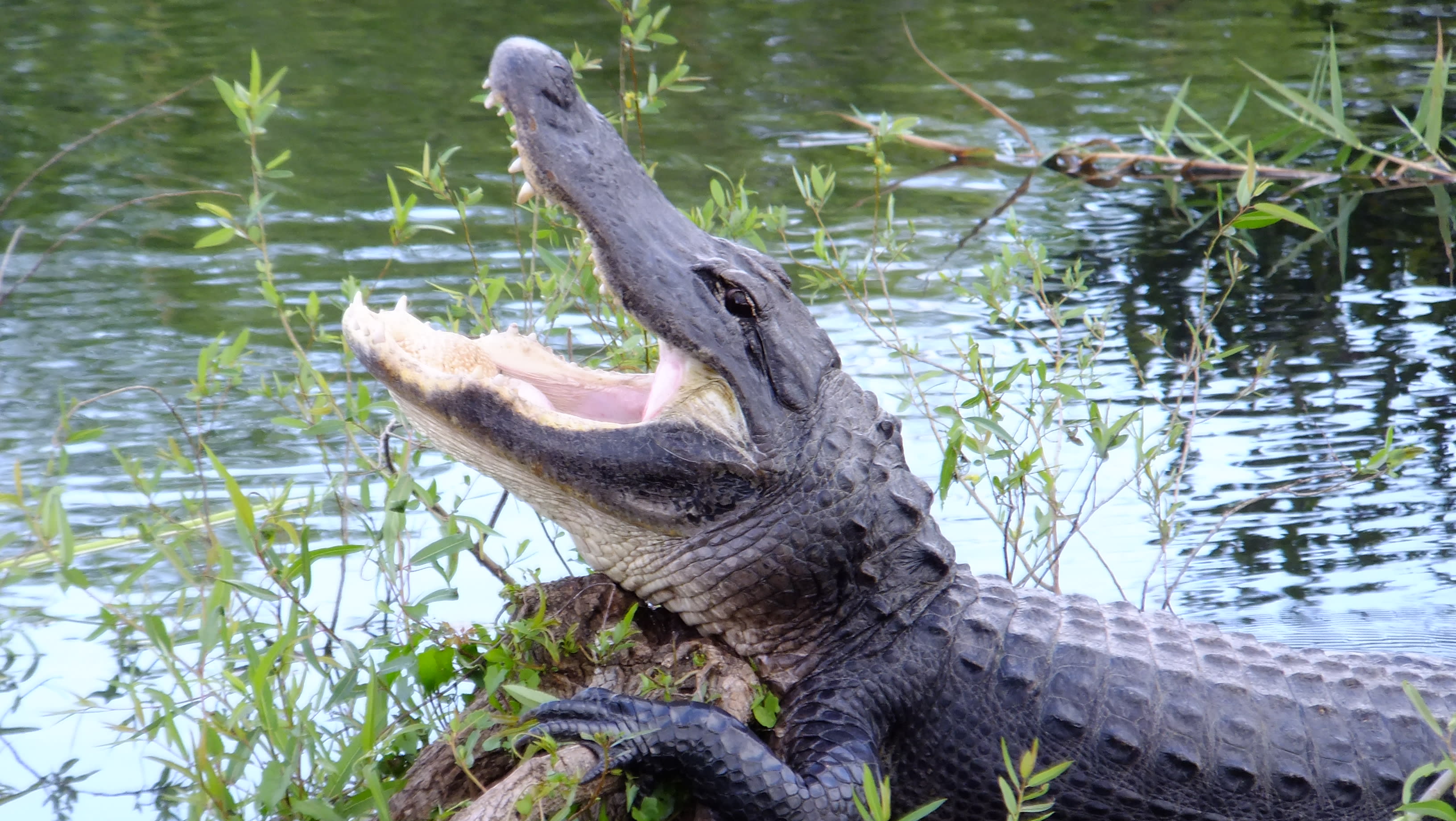 The Anhinga Trail offers tons of wildlife.