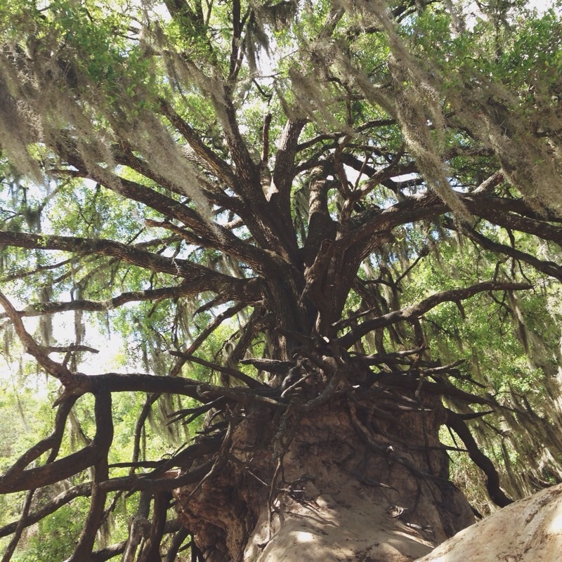 Edward Medard Conservation Park