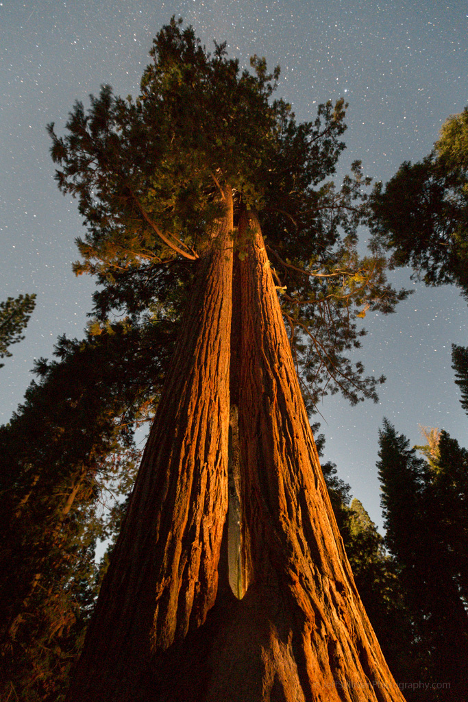 Definitely hike the Trail of 100 Giants.  This is the Goose Pen Tree at night.