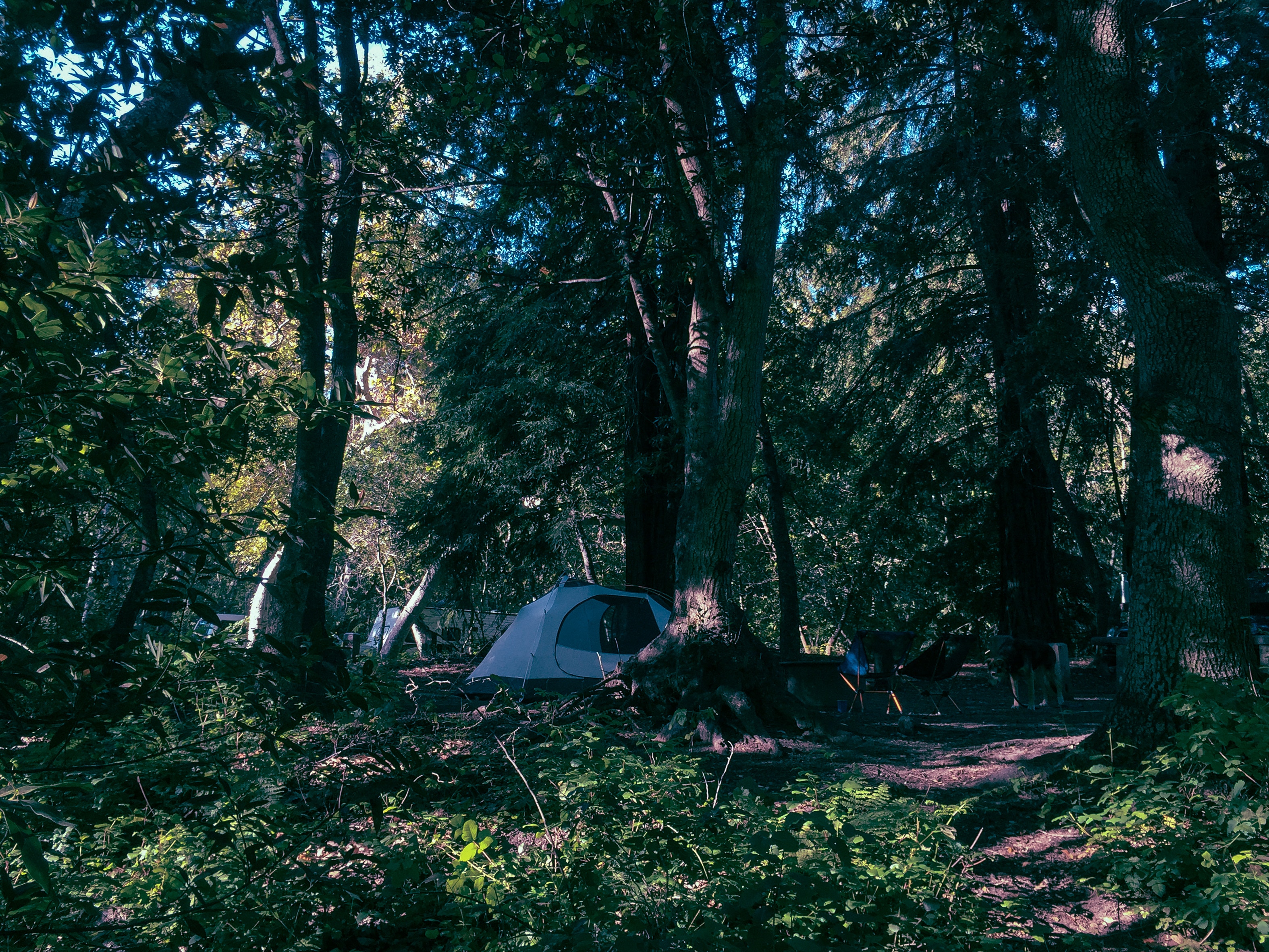 Campsite 177, looking from the river.