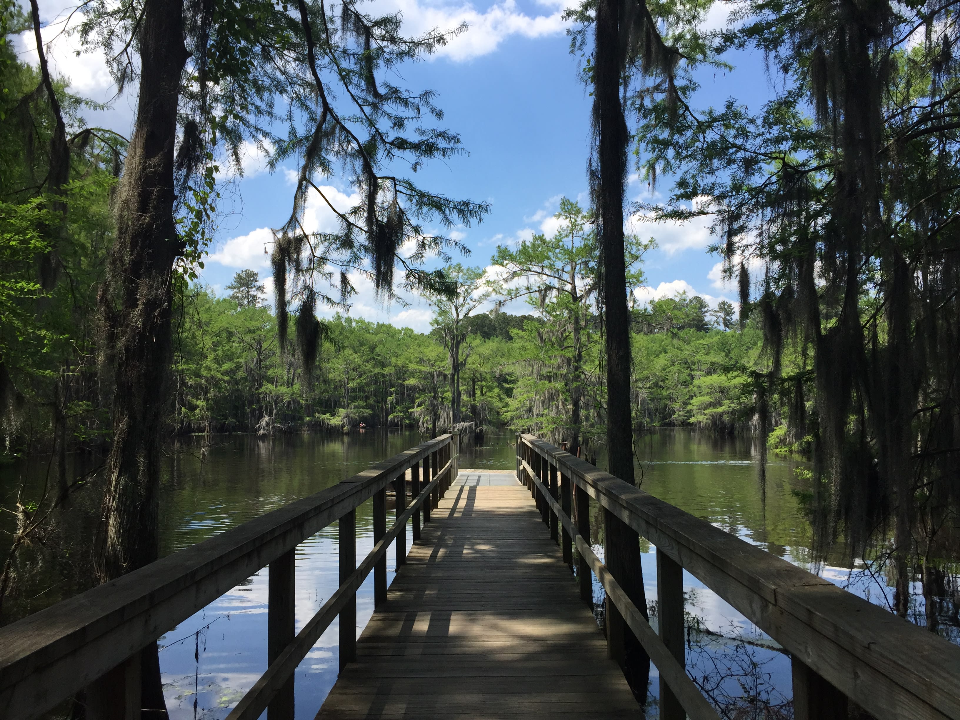 Spring in Caddo Lake