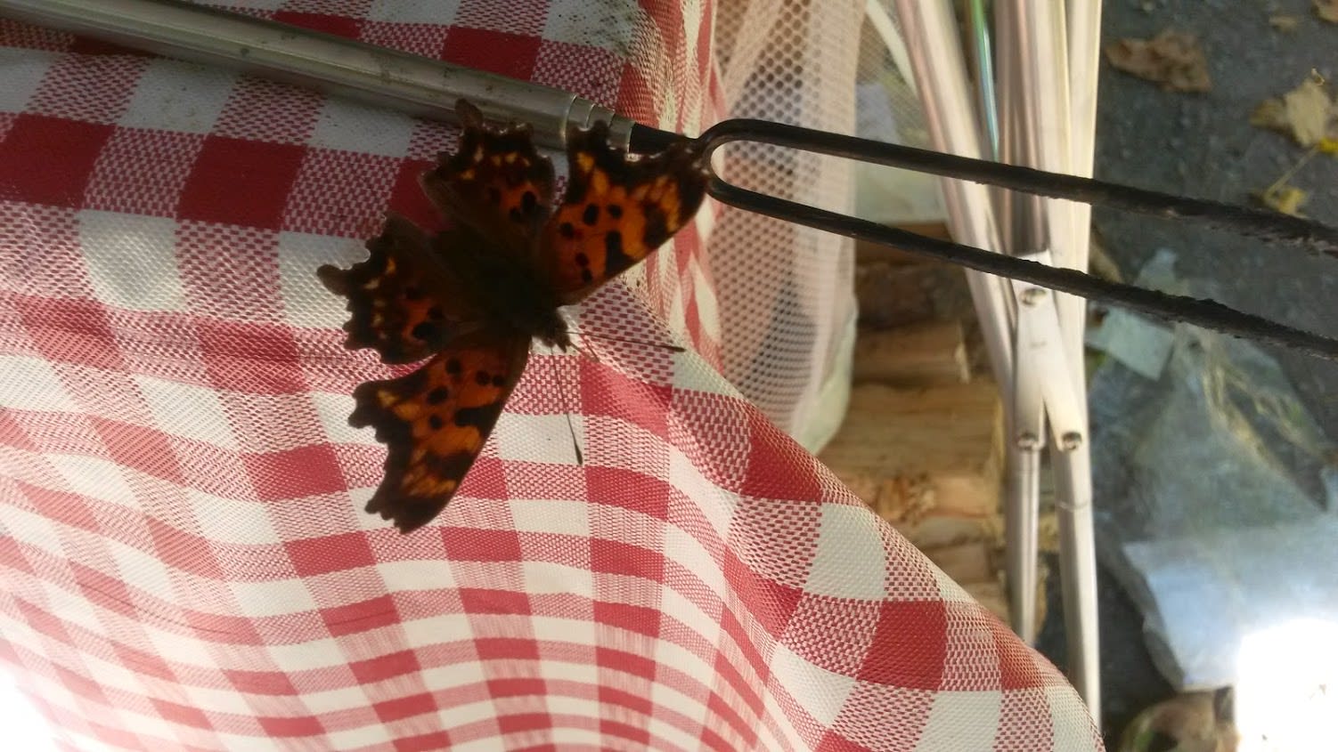 Collins - Butterfly Approved :-D