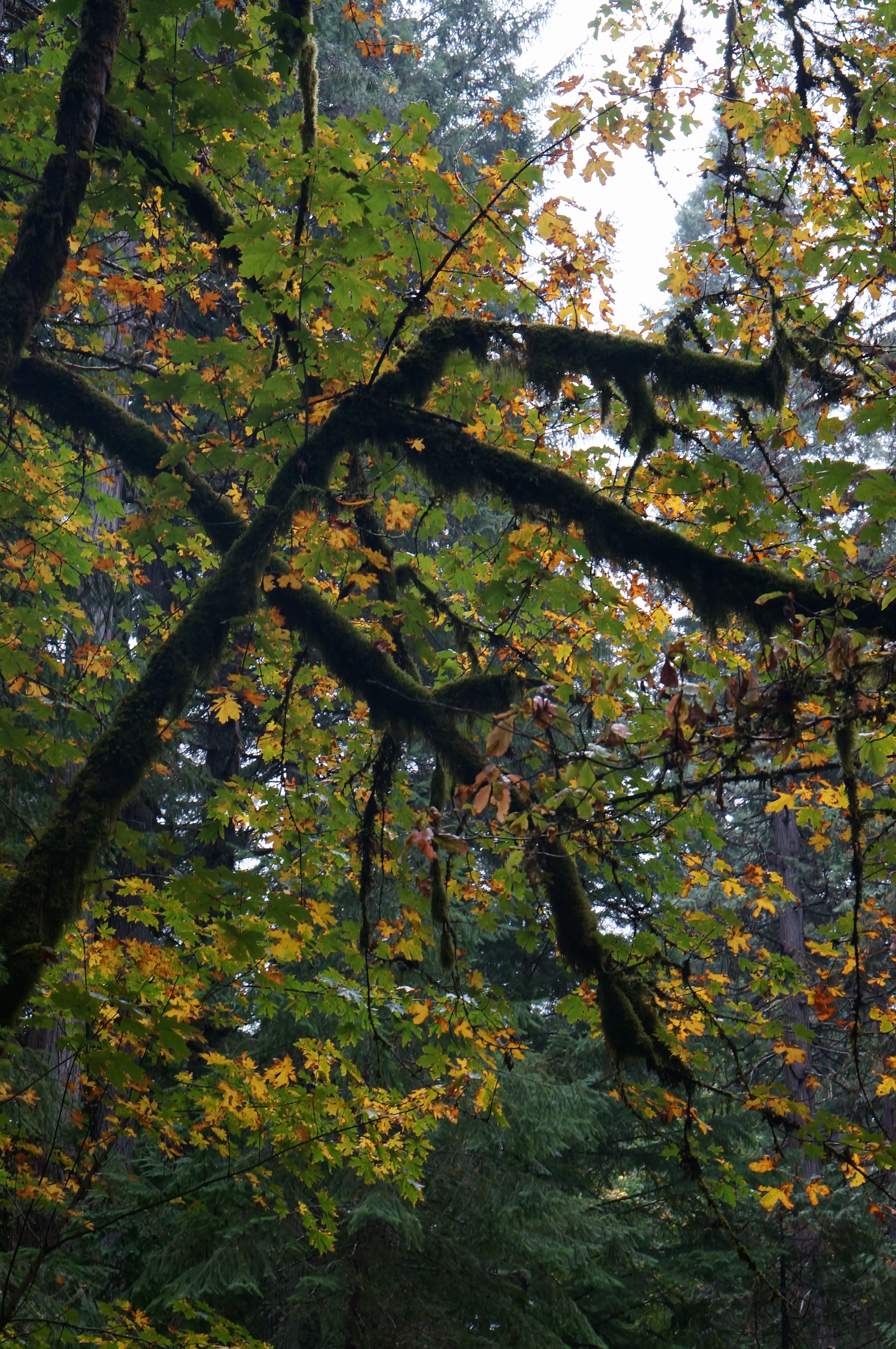 Lots of Fall colors when you come during the right time of year!