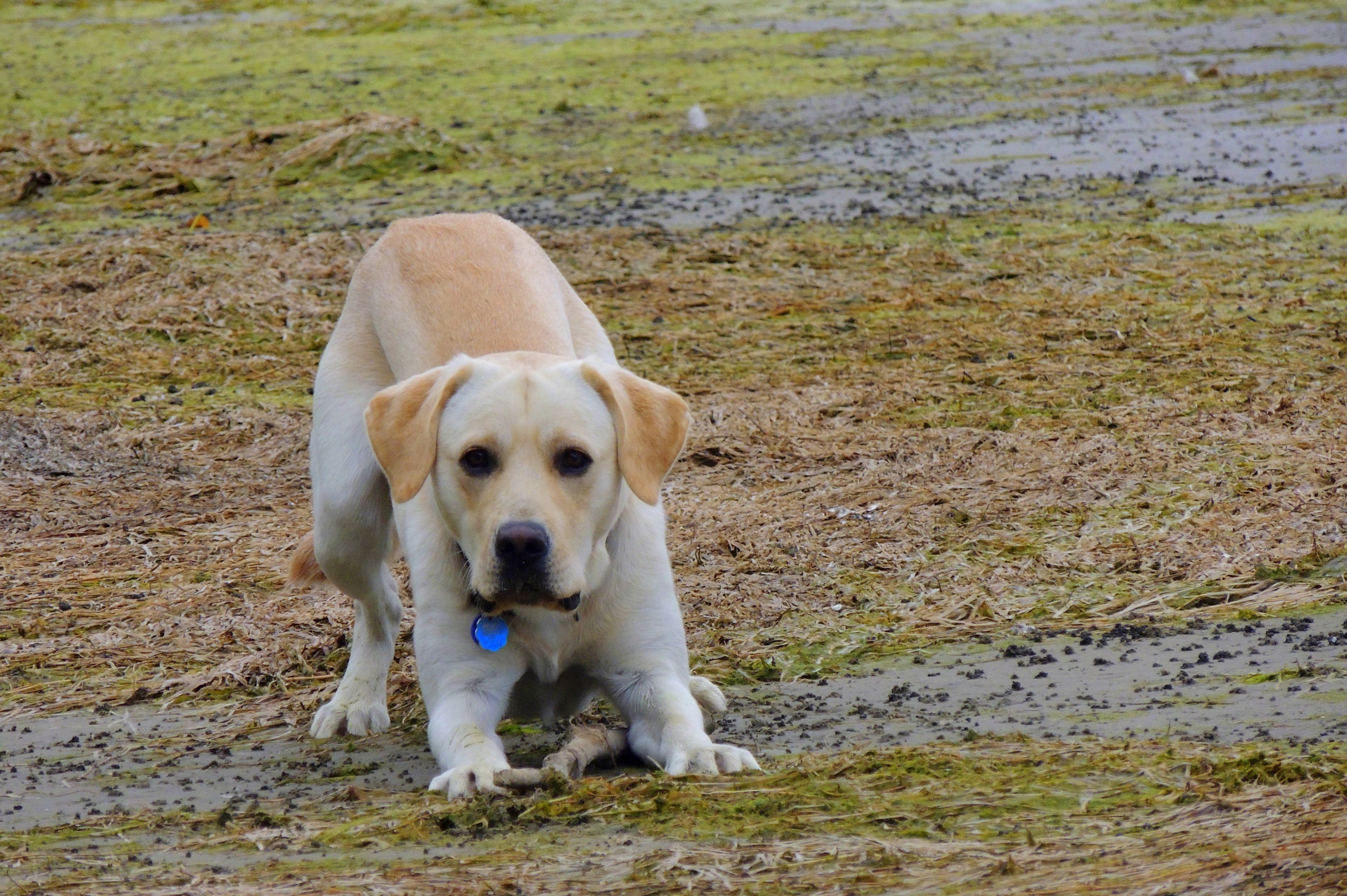 Your dog will love you forever if you take him to Button Bay.